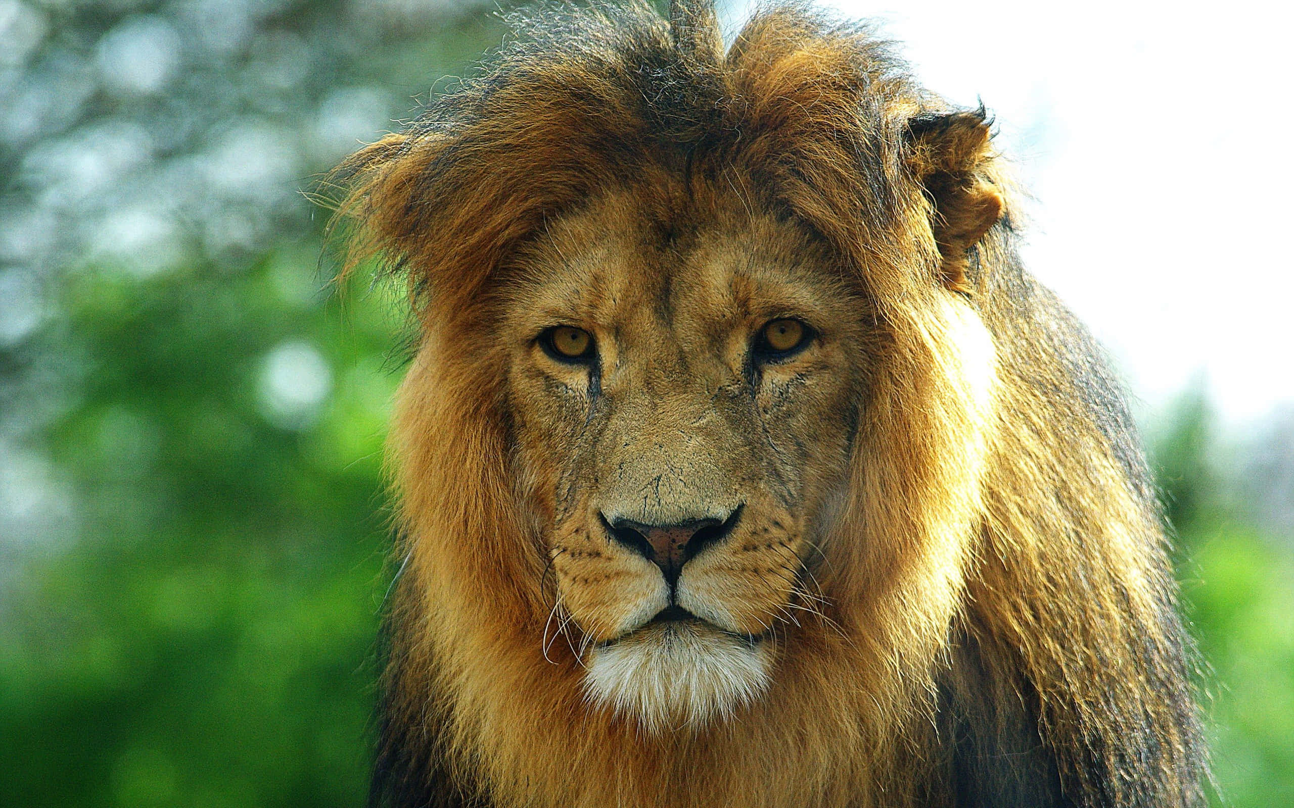 Lion Face 桌布 壁紙 — 一頭雄偉的雄獅，擁有濃密的金色鬃毛，在柔和的綠色模糊背景下專注地向前凝視。