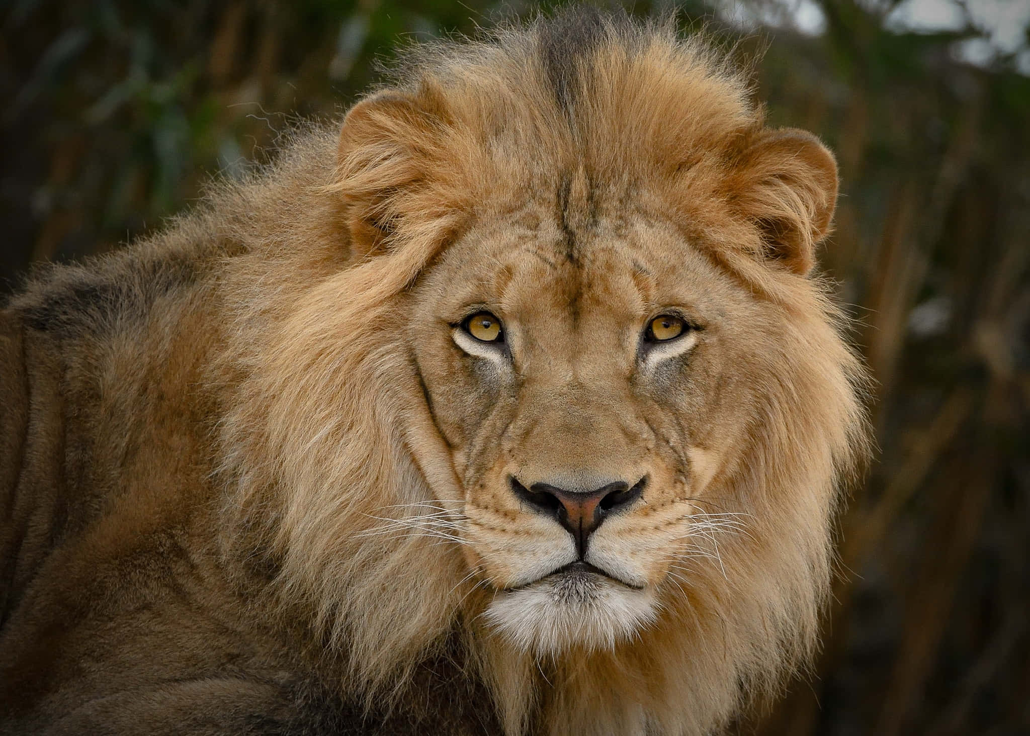 Lion Face 桌布 壁紙 — 一頭雄偉的雄獅，擁有濃密的金色鬃毛，從模糊的自然背景中專注地凝視。