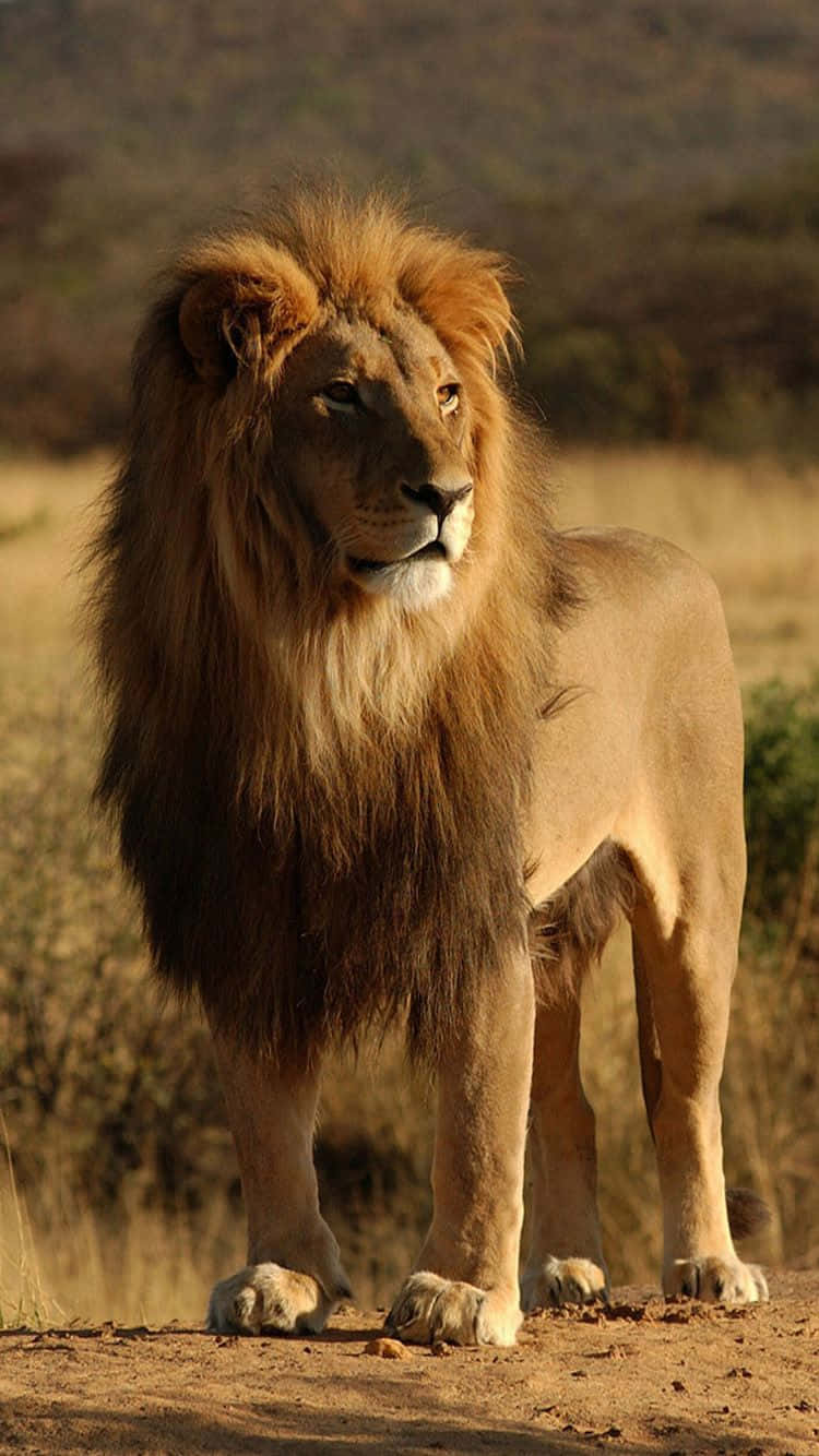 Africa 桌布 壁紙 — 一頭雄偉的雄獅，擁有濃密的金色鬃毛，在陽光照耀的非洲稀樹草原草地上警覺地站立。