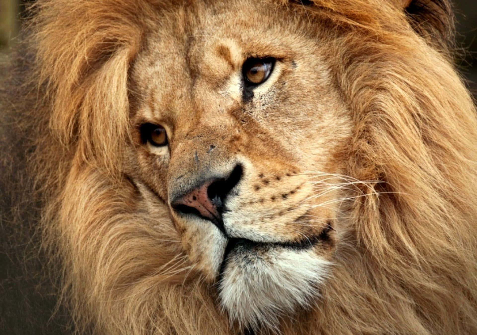 Lion Face 桌布 壁紙 — 一頭雄偉的雄獅，擁有濃密的金色鬃毛，在特寫肖像中凝視著。
