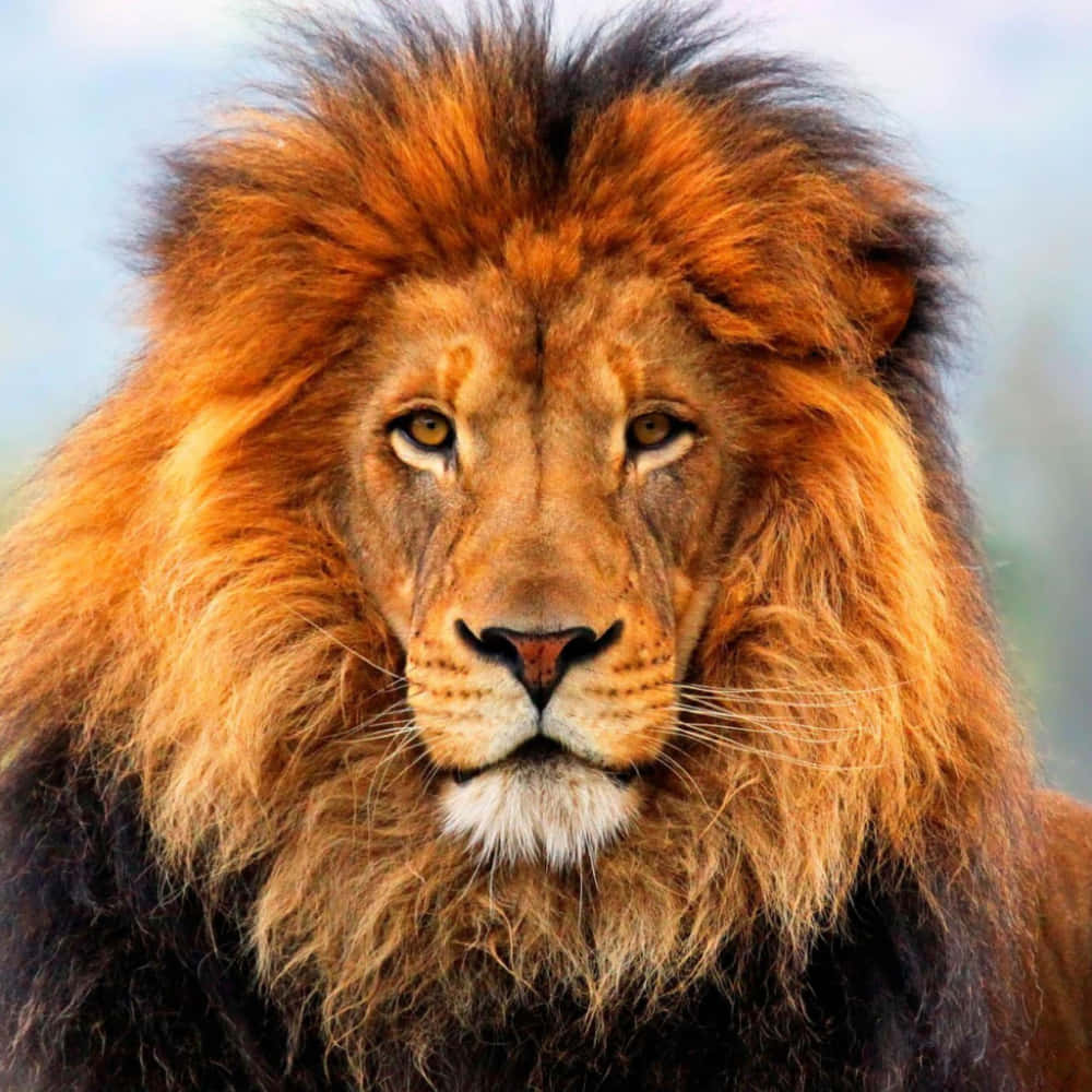 Lion Face 桌布 壁紙 — 一頭雄偉的雄獅，擁有濃密的金色鬃毛，在柔和模糊的自然背景下，目光炯炯地向前凝視。