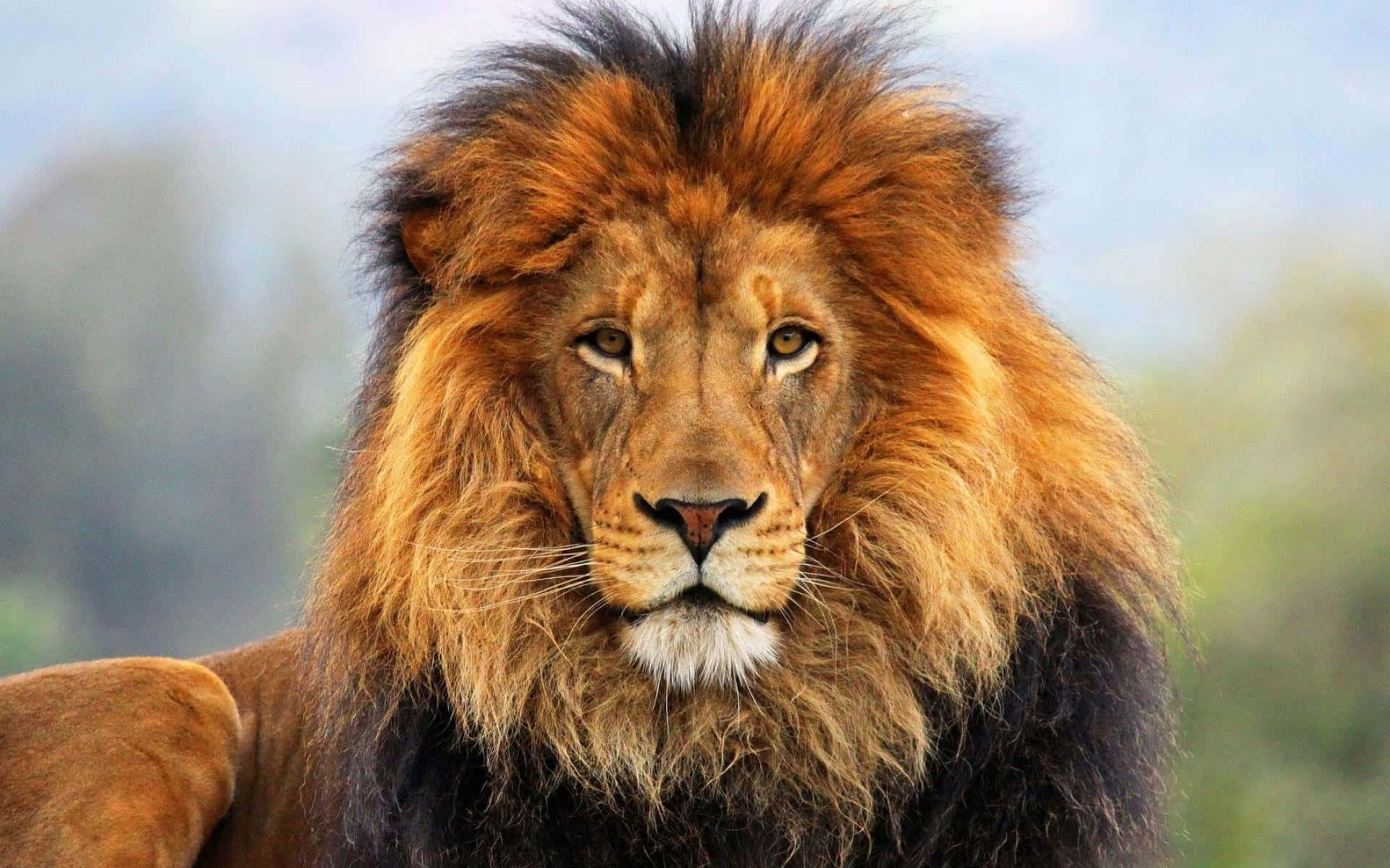 Lion Face 桌布 壁紙 — 一頭雄偉的雄獅，擁有濃密的金色鬃毛，在柔和模糊的自然背景下專注地向前凝視。