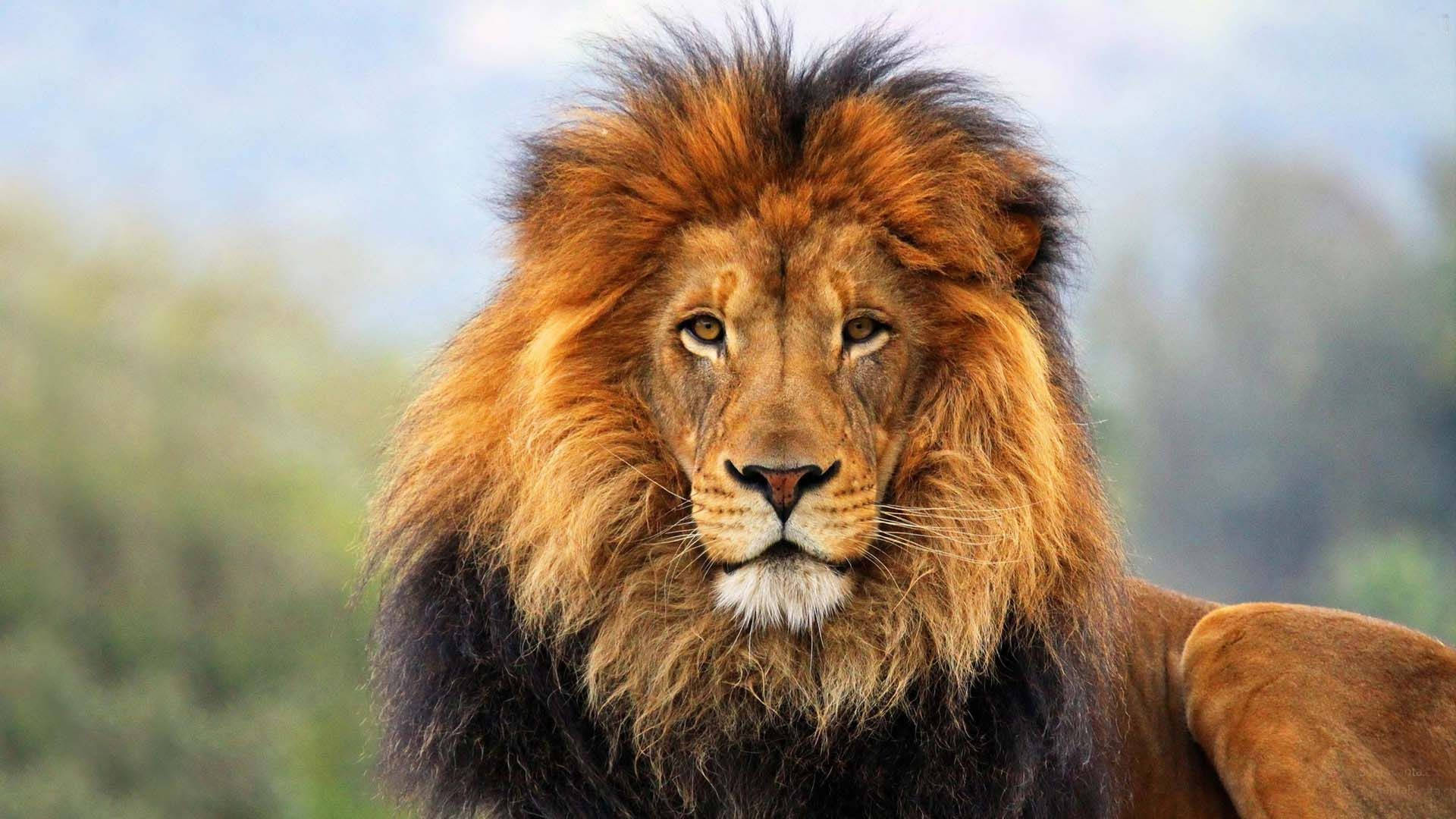Lion Head 桌布 壁紙 — 一頭雄偉的雄獅，擁有濃密的金色鬃毛，在柔和模糊的綠色和藍色背景下凝視著。