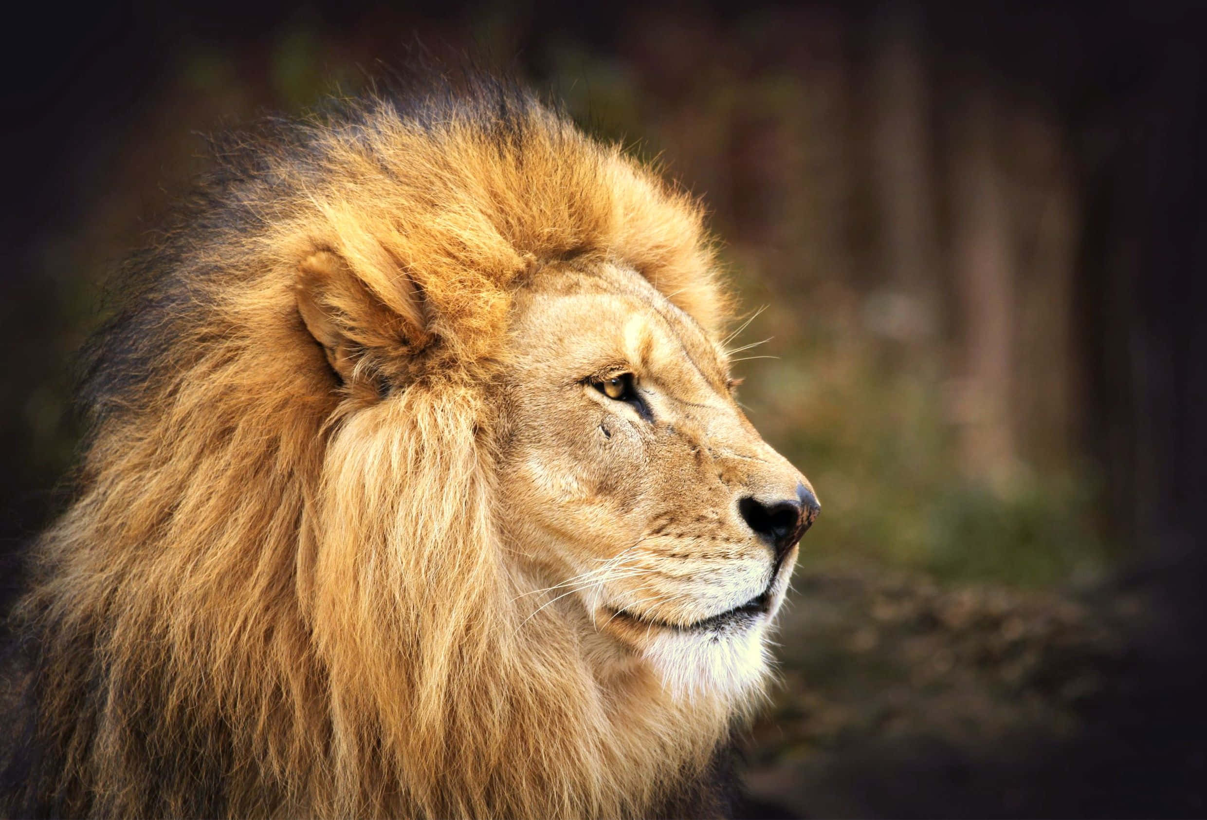 Lion Head 桌布 壁紙 — 一頭雄偉的雄獅，擁有濃密的金色鬃毛，在柔和模糊的自然背景下平靜地側視。