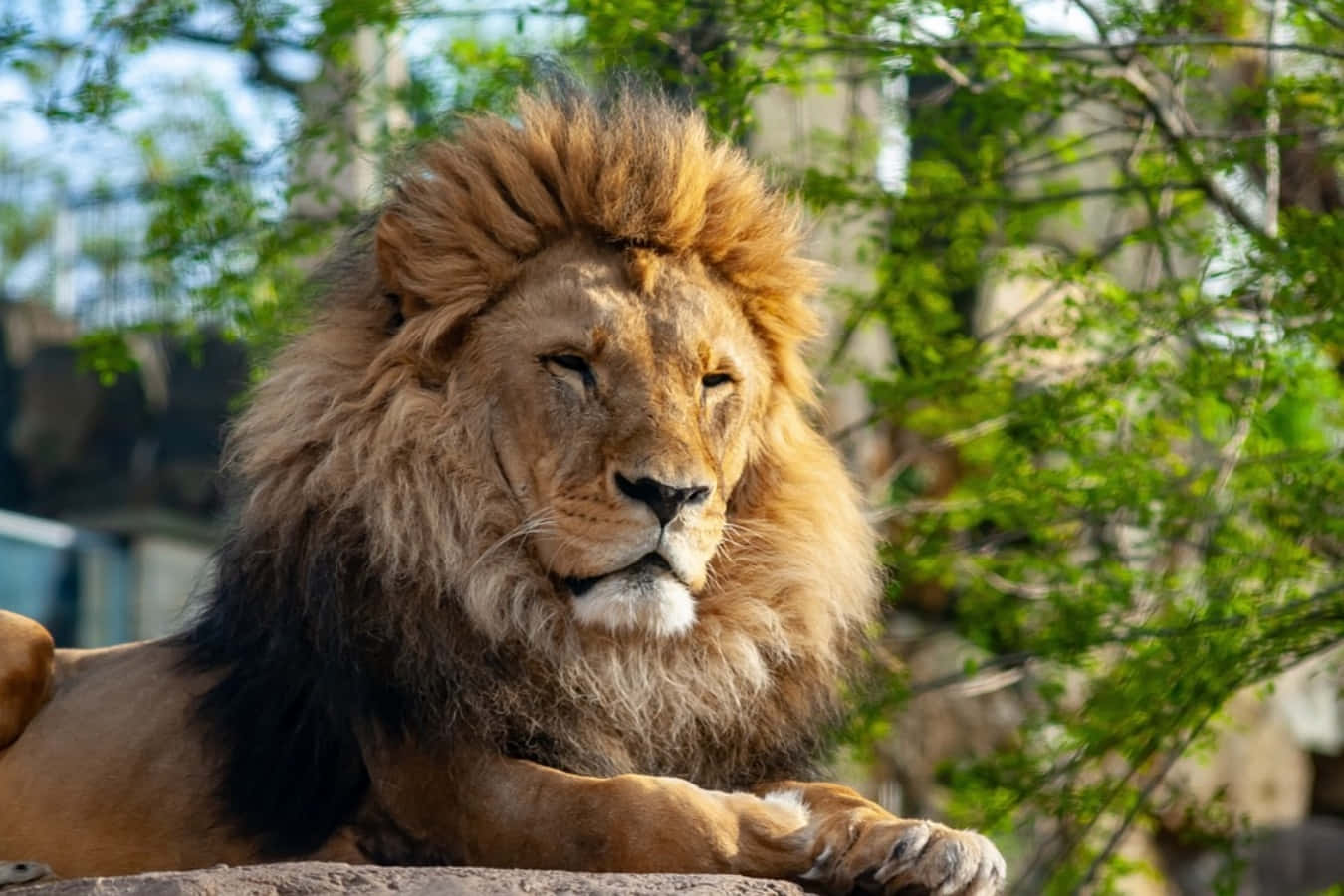 Zoo Animal 桌布 壁紙 — 一頭雄偉的雄獅，擁有濃密的金色鬃毛，在岩石上平靜地休息，周圍環繞著茂密的綠色樹葉。
