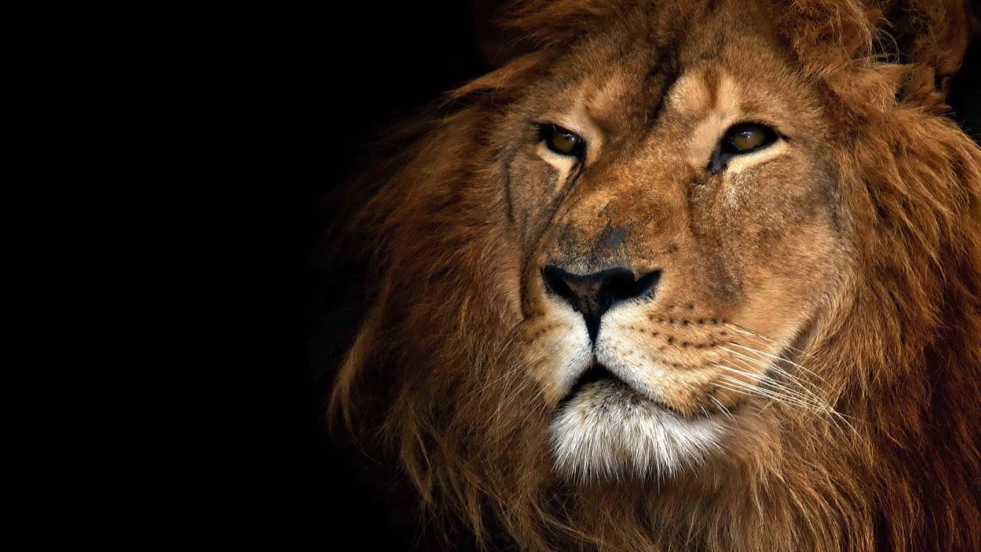 Lion Of Judah 桌布 壁紙 — 一頭雄偉的雄獅，擁有濃密的金色鬃毛，在純黑背景下凝視著。