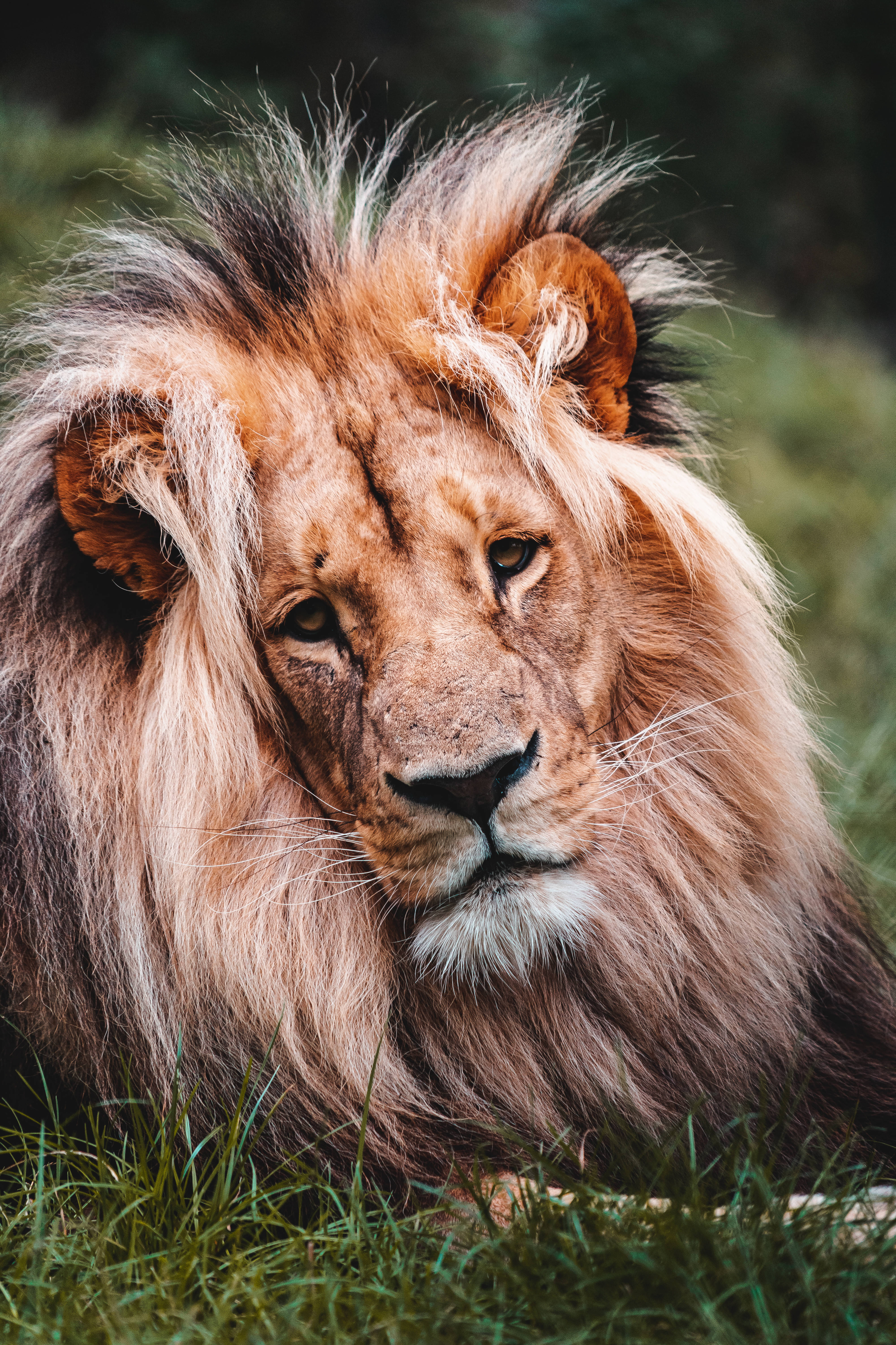 Lion Head 桌布 壁紙 — 一頭雄偉的雄獅，擁有濃密的金色鬃毛，在茂密的綠草中休息，專注地凝視著相機。