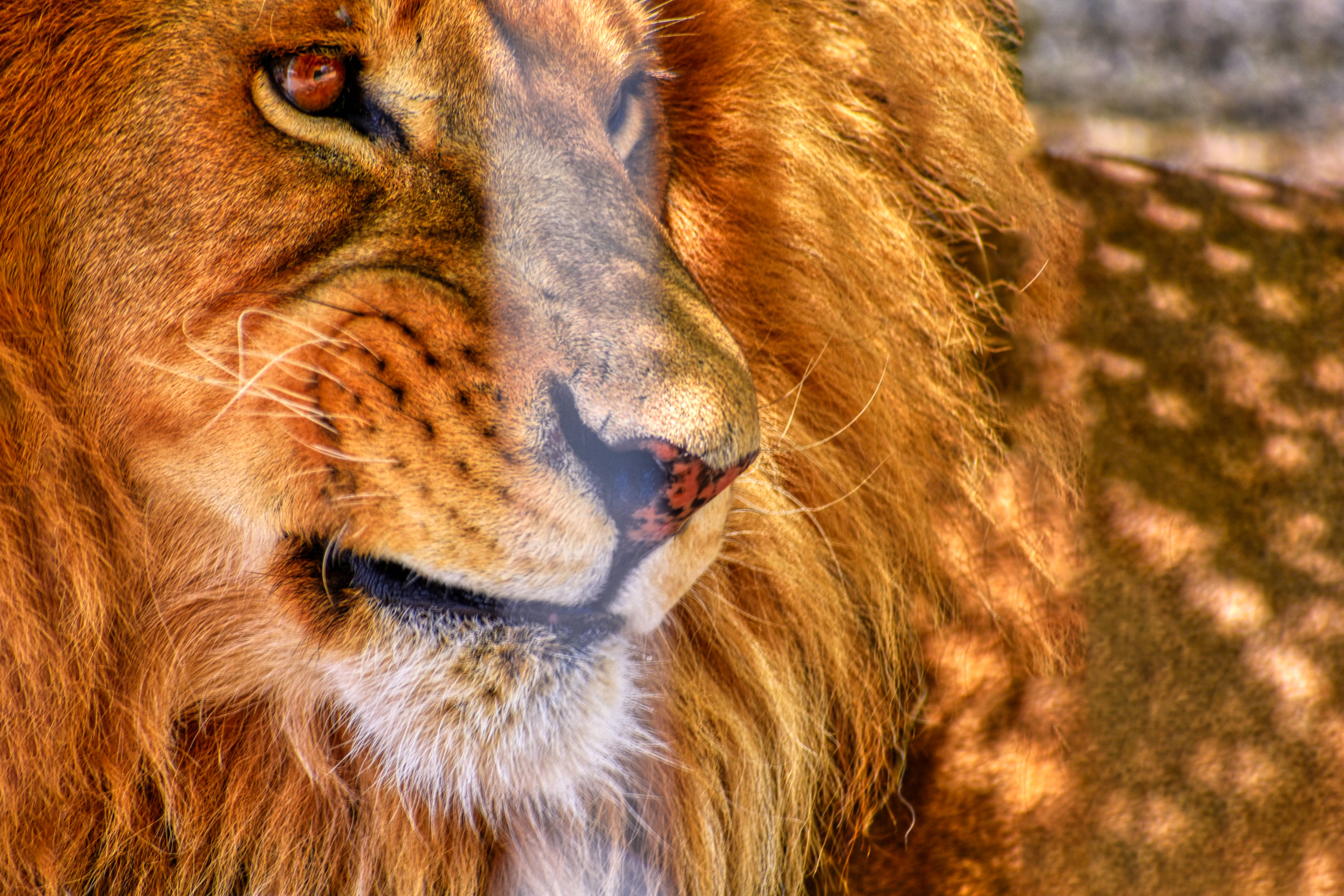 Angry Lion 桌布 壁紙 — 一頭雄偉的雄獅，擁有濃密的金色鬃毛，在樹木間透出的柔和陽光中凝視著。
