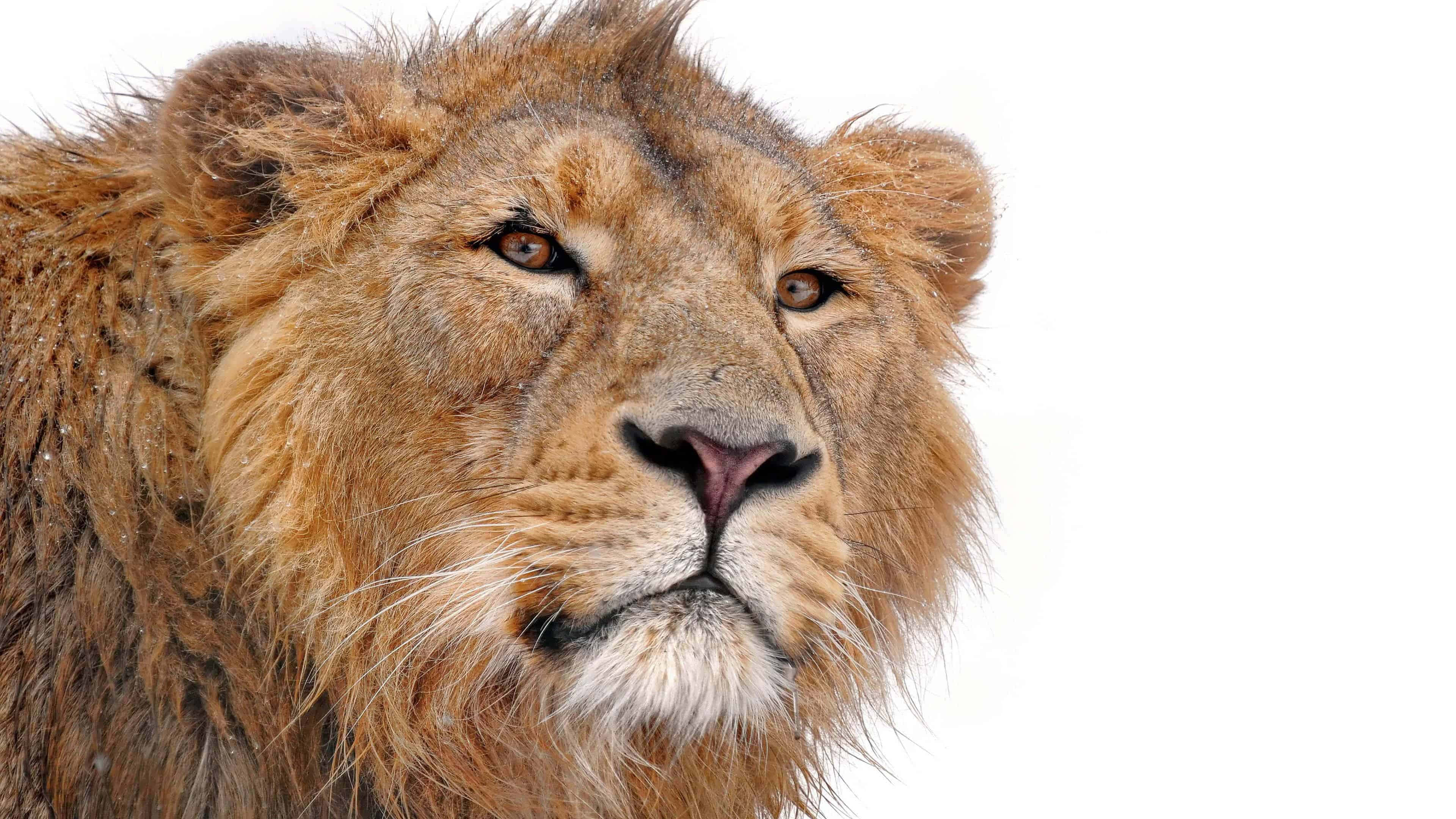 Lion Head 桌布 壁紙 — 一頭雄偉的雄獅，擁有濃密的金色鬃毛，在純白背景上專注地凝視。