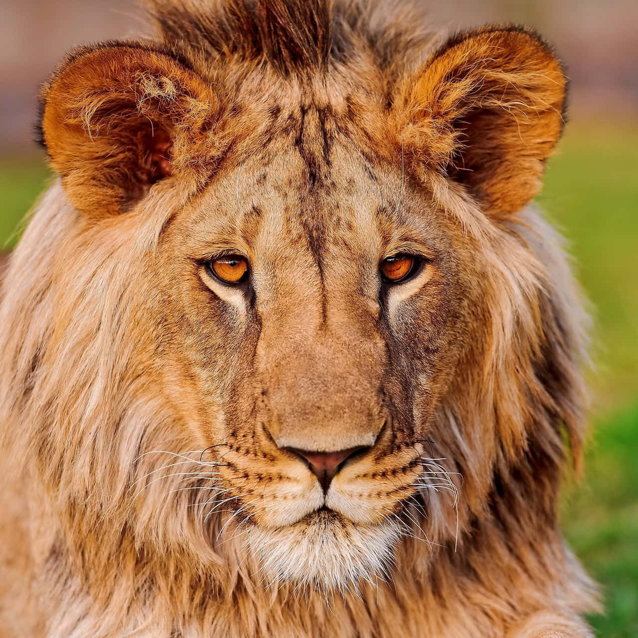 Lion Head 桌布 壁紙 — 一頭雄偉的雄獅，擁有濃密的金色鬃毛，在柔和的綠色模糊背景前專注地向前凝視。