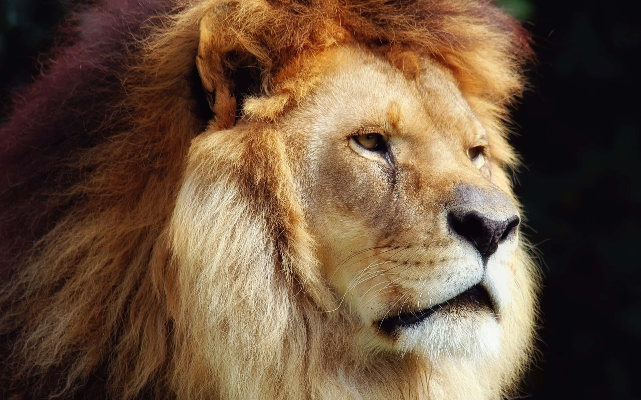 Lion Head 桌布 壁紙 — 一頭雄偉的雄獅，擁有濃密的金色鬃毛，在黑暗模糊的背景前凝視著。