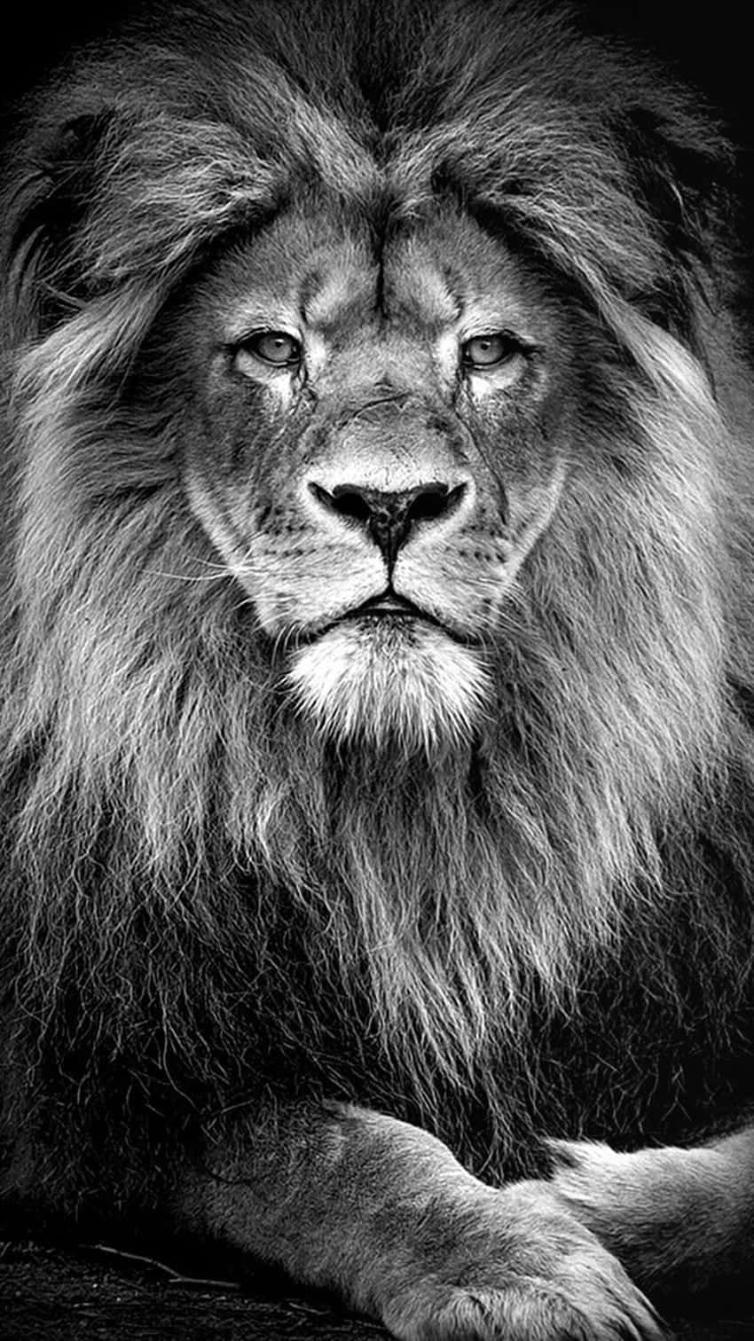 Black And White Lion 桌布 壁紙 — 一頭雄偉的雄獅，擁有濃密的鬃毛，在戲劇性的黑白肖像中凝視著。