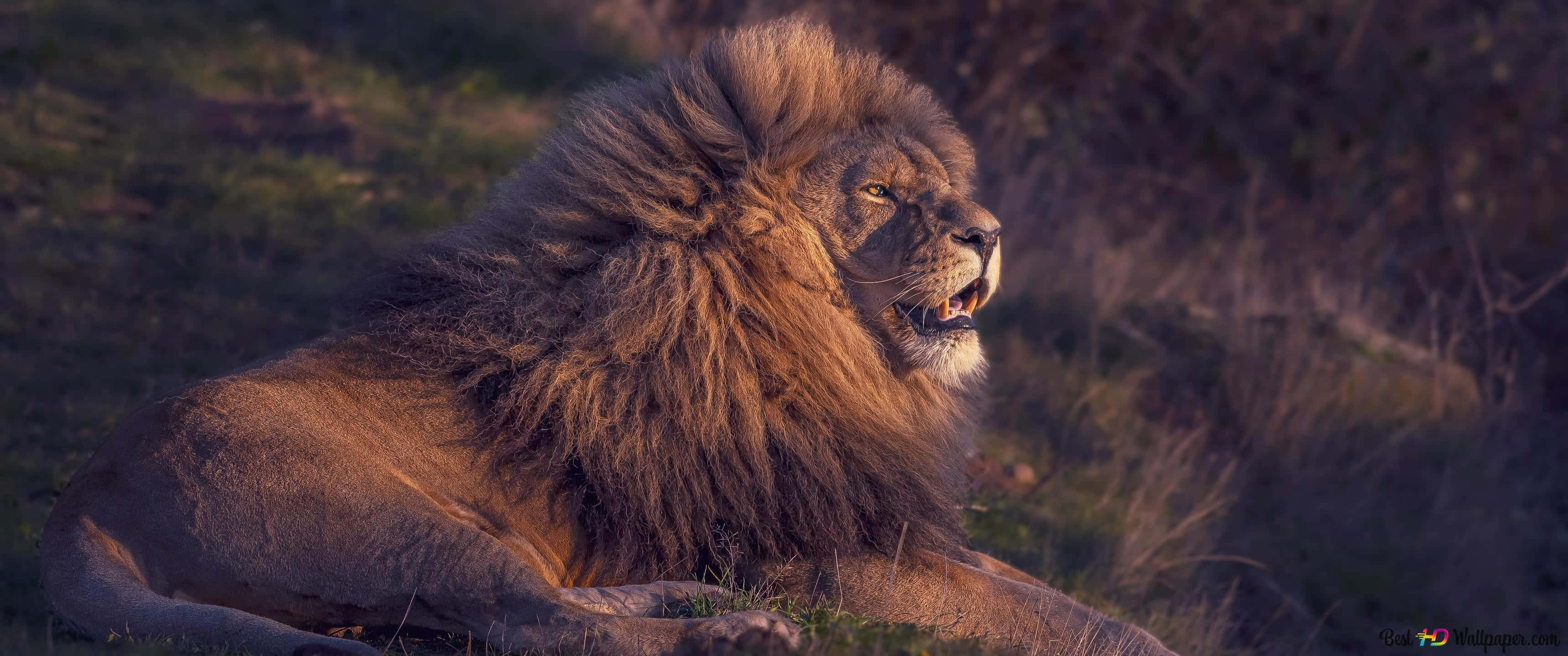Roaring Lion 桌布 壁紙 — 一頭雄偉的雄獅，擁有濃密的鬃毛，在金色的陽光下休息在草地上，專注地向前凝視。