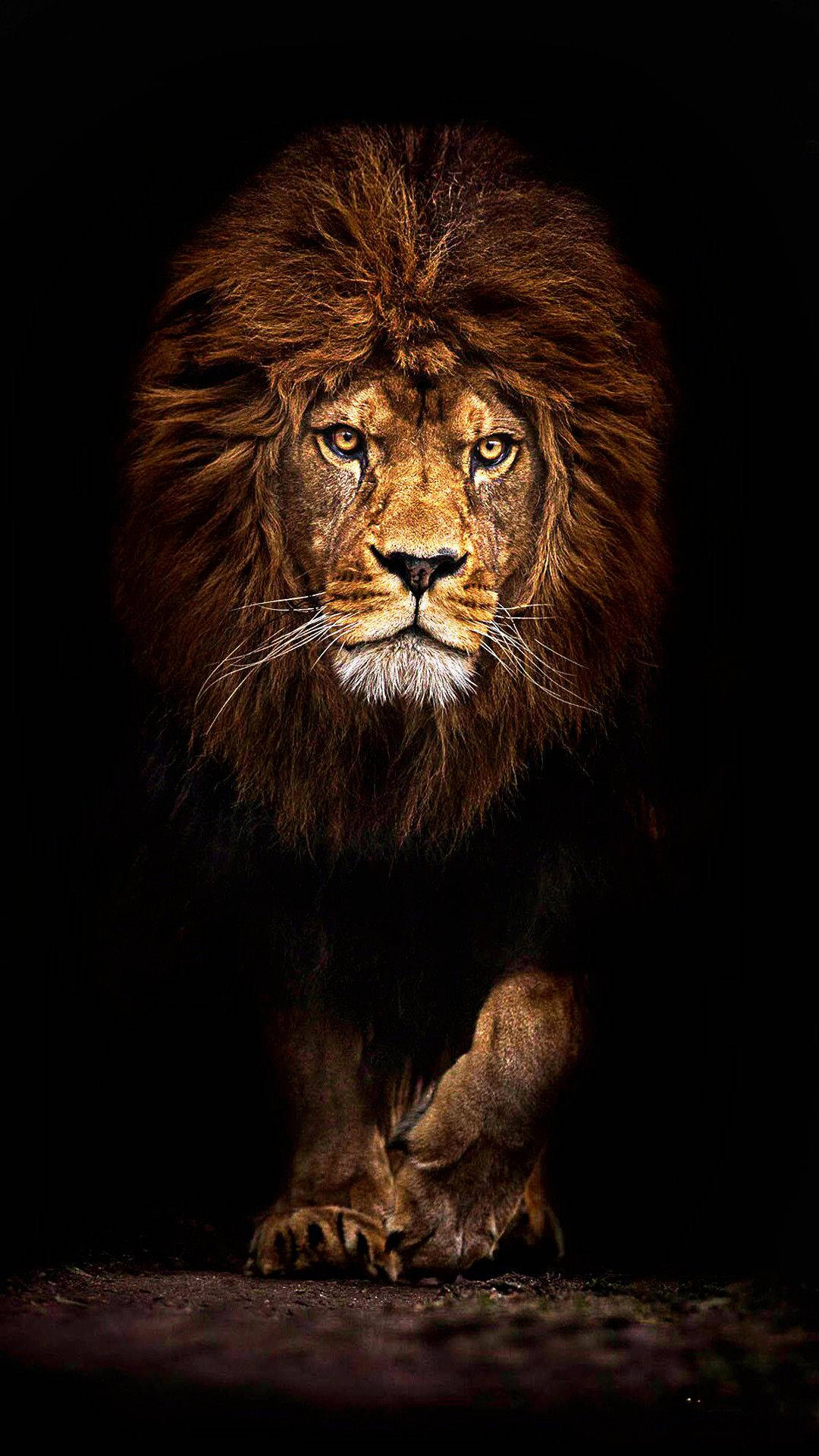 獅子 桌布 壁紙 — 一頭雄偉的雄獅，擁有濃密的鬃毛，在漆黑的背景中向前邁步，其銳利的目光和強而有力的爪子引人注目。