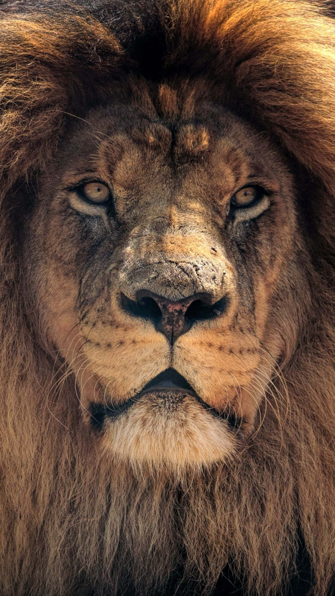 獅子 桌布 壁紙 — 一頭雄偉的雄獅，擁有濃密金色鬃毛，近距離凝視鏡頭。