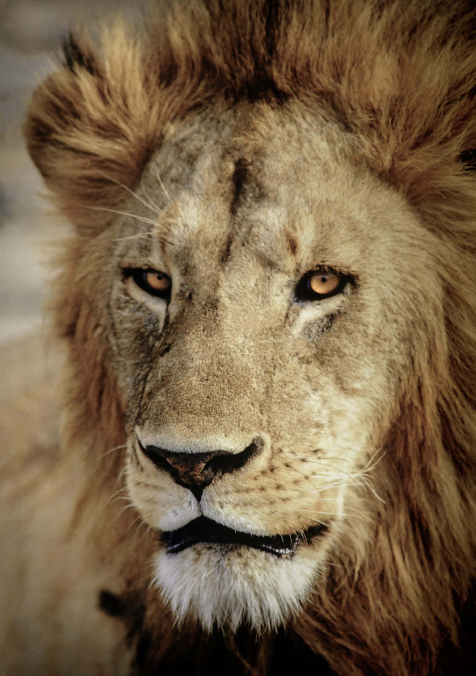 Lion Face 桌布 壁紙 — 一頭雄偉的雄獅，擁有濃密金色鬃毛，在自然光下專注地向前凝視的特寫。