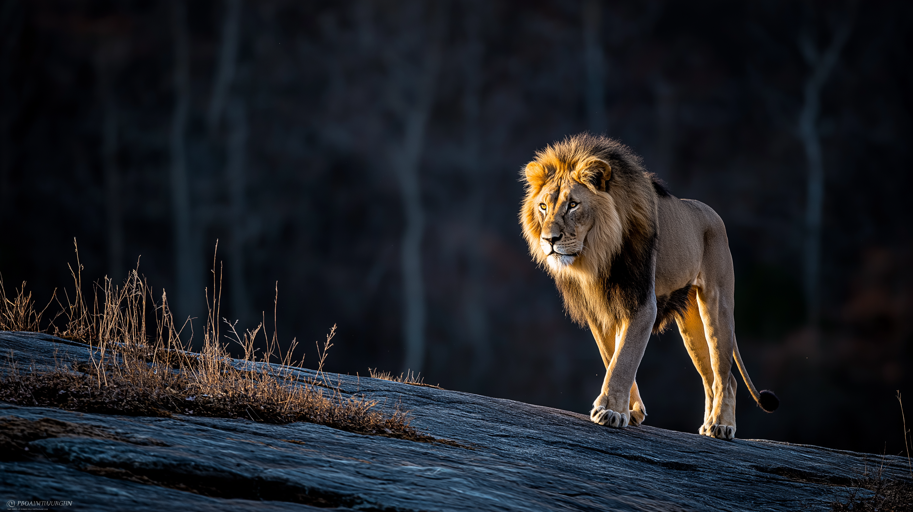 wildlife 桌布 壁紙 — 一頭雄偉的雄獅，擁有濃密金色鬃毛，在戲劇性的背光下自信地走過黑暗的岩石山脊。