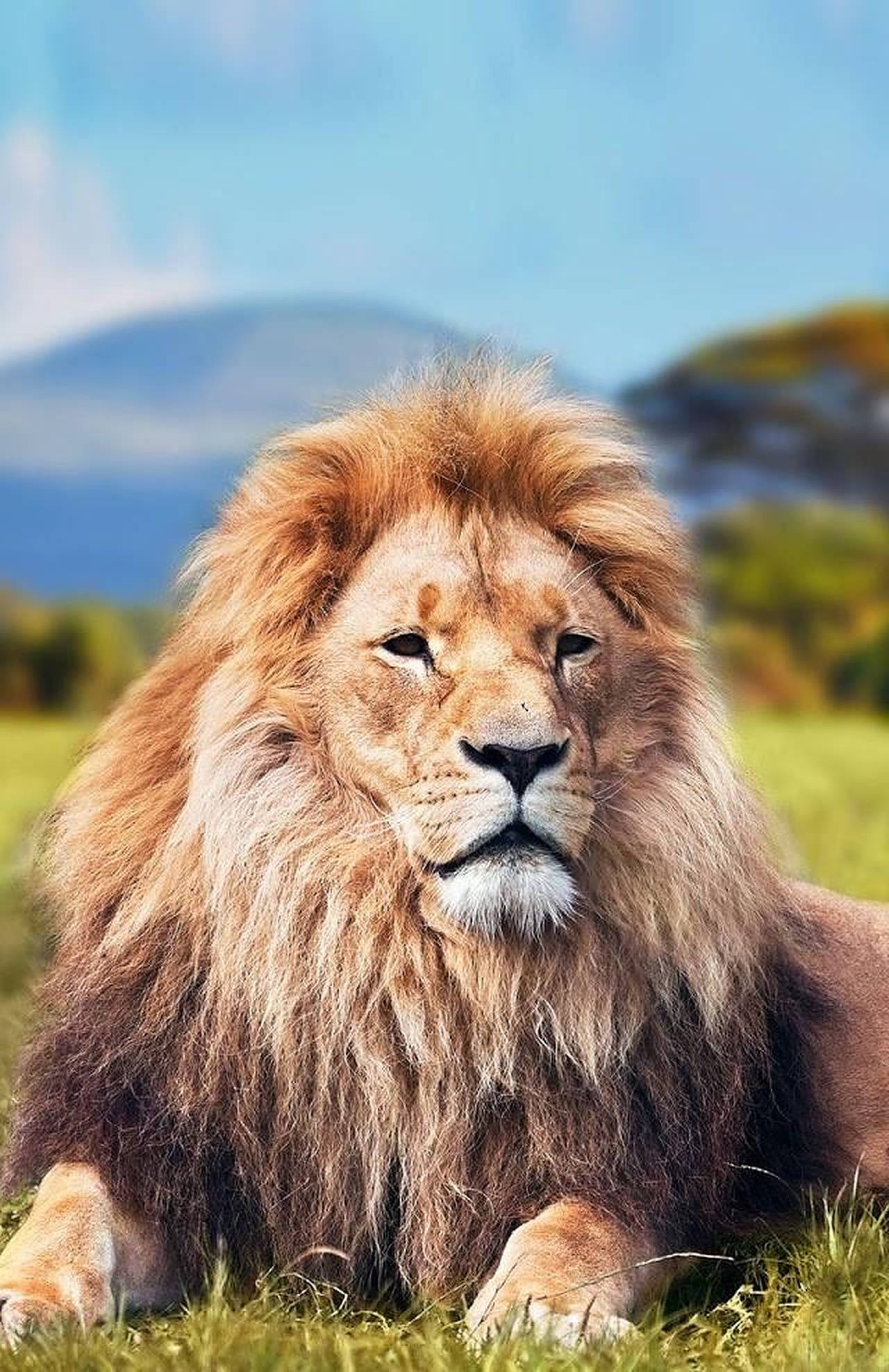 animals 桌布 壁紙 — 一頭雄偉的雄獅，擁有濃密金色鬃毛，在陽光明媚的草叢稀樹草原上威嚴地休息，遠處有山丘，天空清澈湛藍。