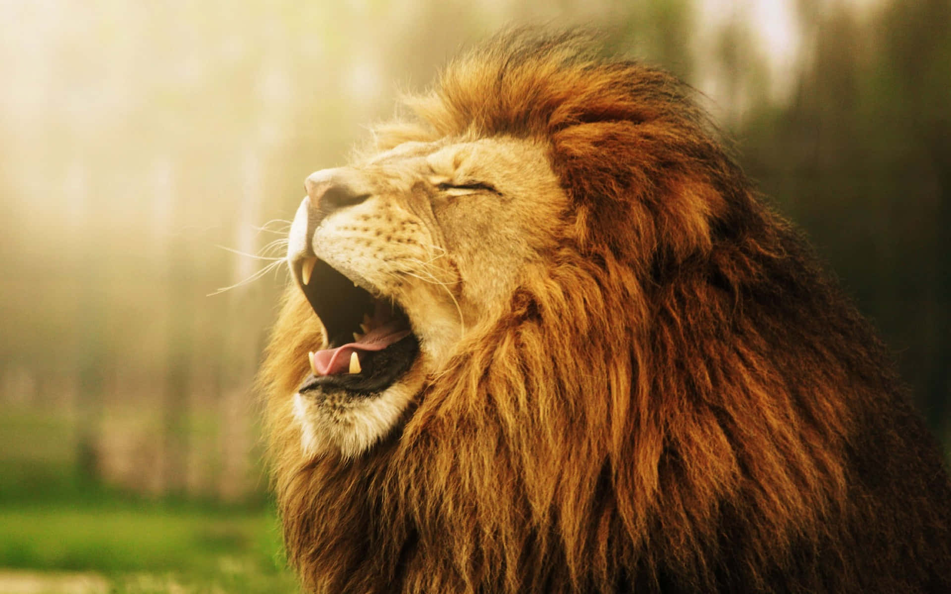 Lion Face 桌布 壁紙 — 一頭雄偉的雄獅，擁有濃密金色鬃毛，在柔和陽光的森林背景下強力咆哮。