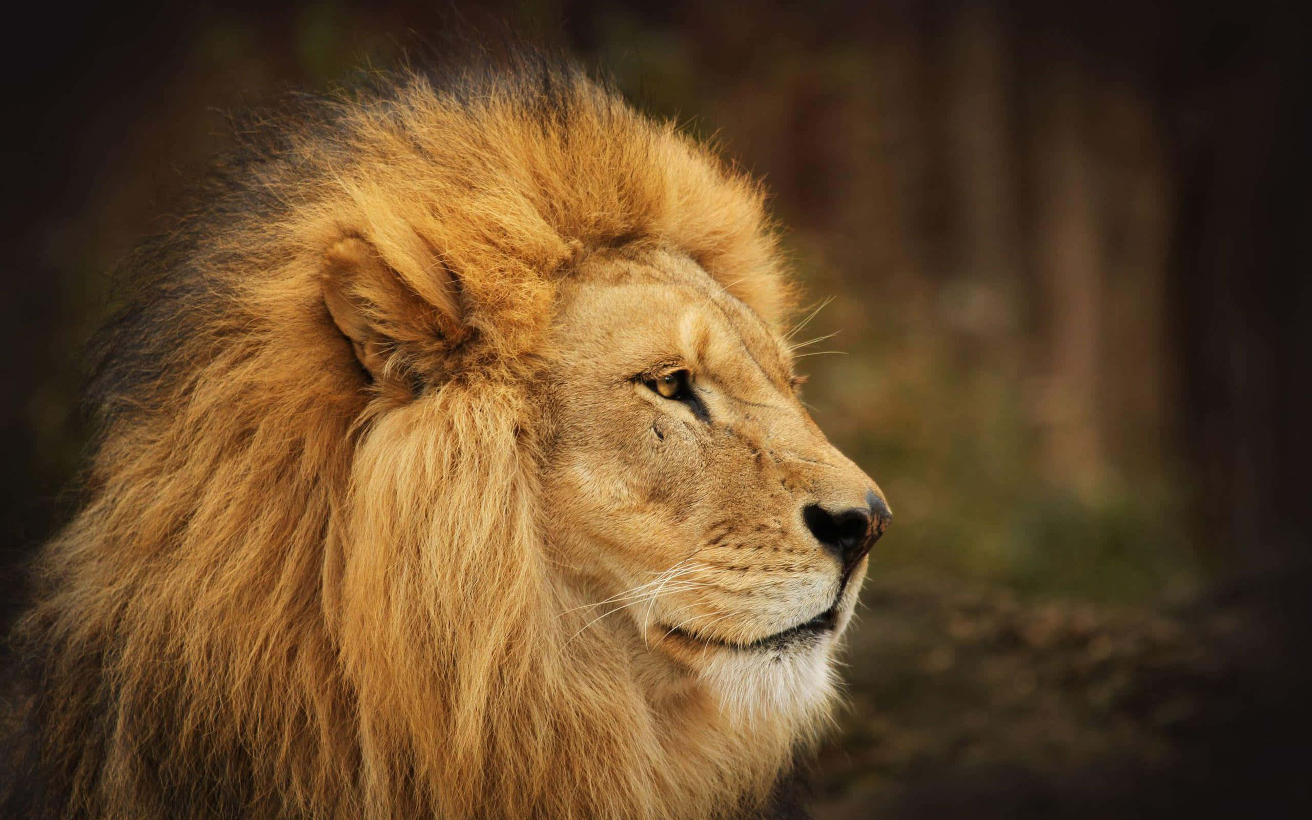 Lion Face 桌布 壁紙 — 一頭雄偉的雄獅，擁有豐滿的金色鬃毛，在模糊的森林背景下側面沉思。