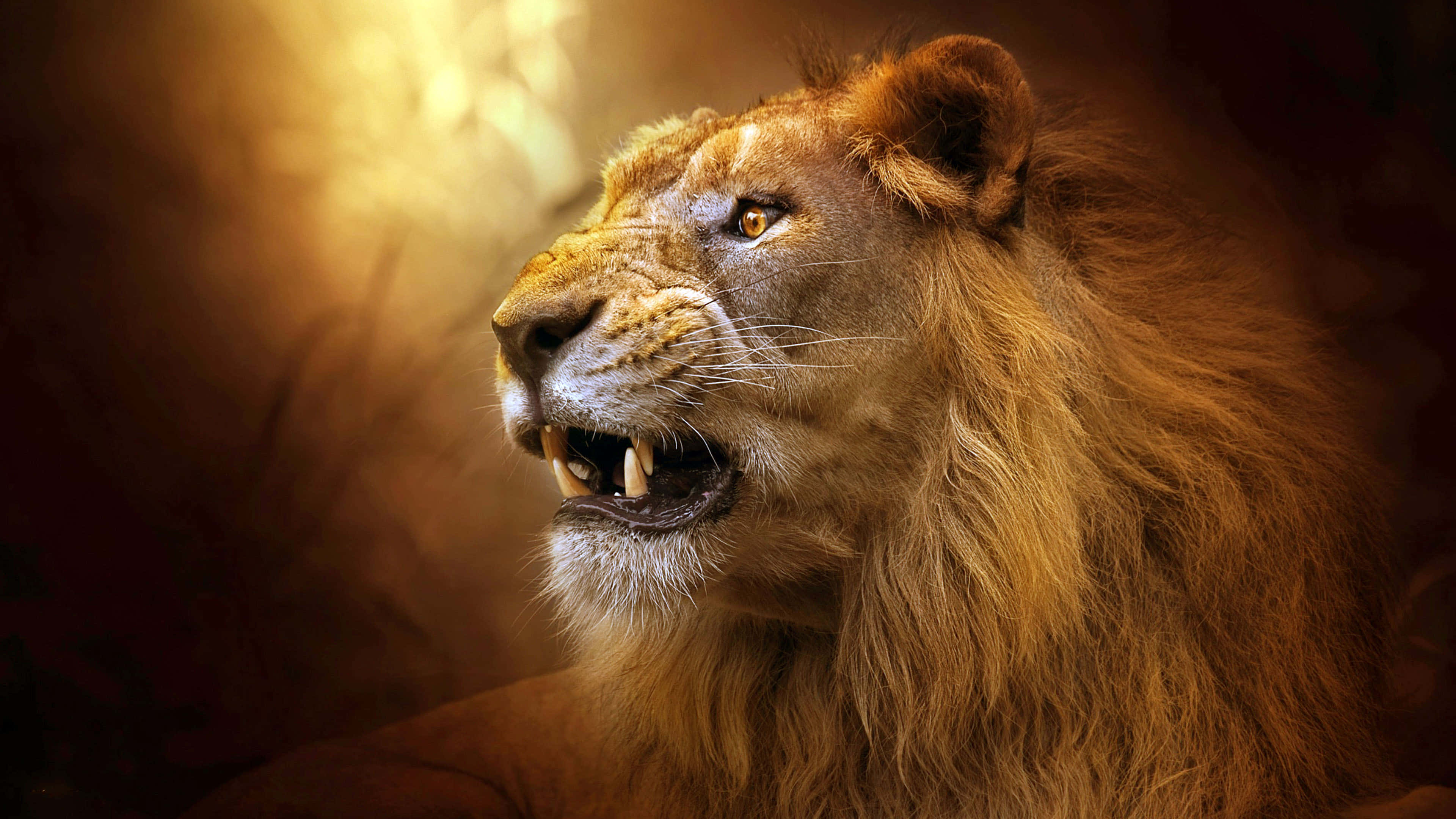 Roaring Lion 桌布 壁紙 — 一頭雄偉的雄獅，擁有豐滿的金色鬃毛，在溫暖發光的背景下兇猛地咆哮。
