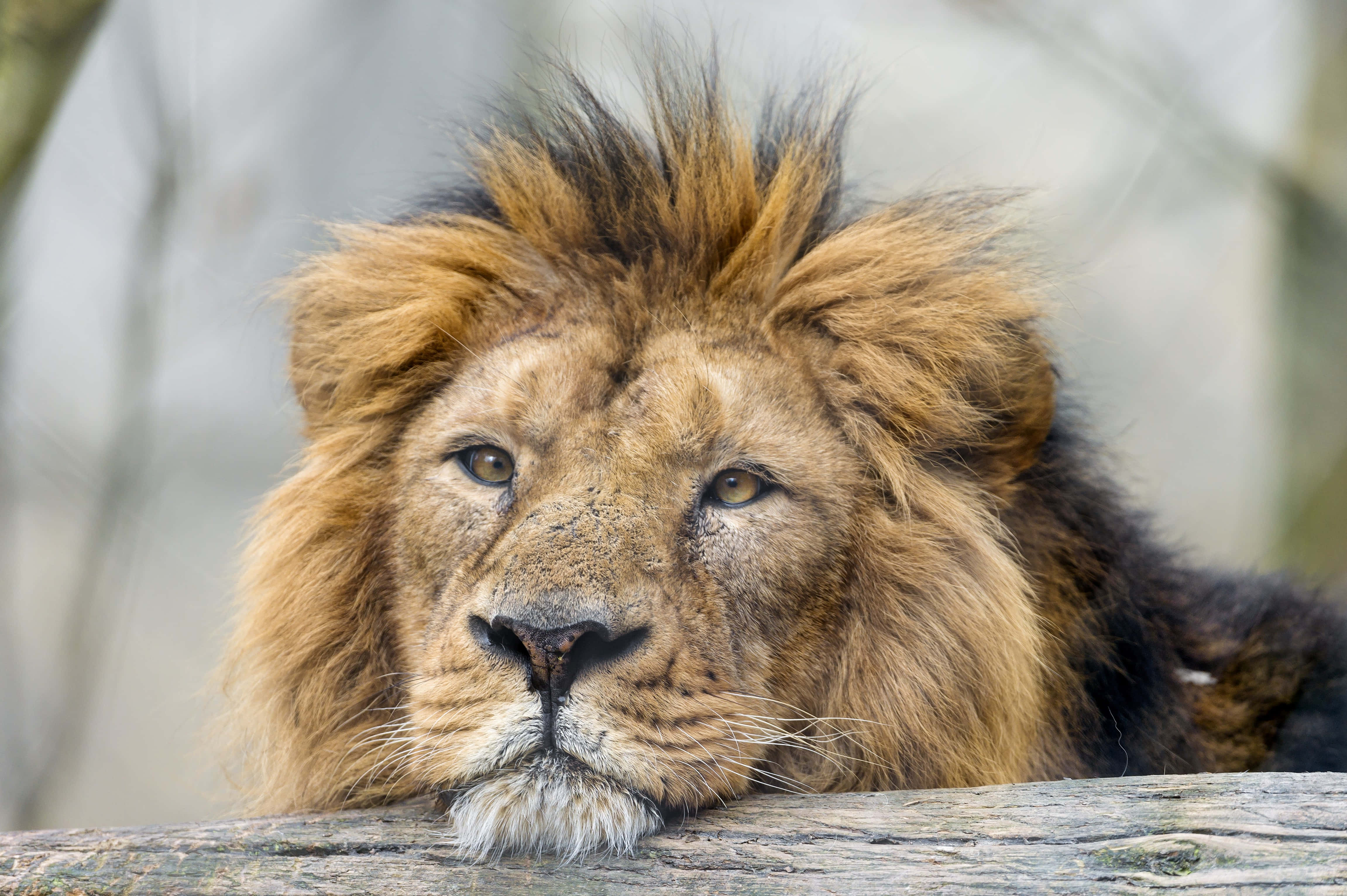 Lion Head 桌布 壁紙 — 一頭雄偉的雄獅，擁有豐滿的金色鬃毛，將頭靠在風化的木頭上，平靜地凝視著相機。