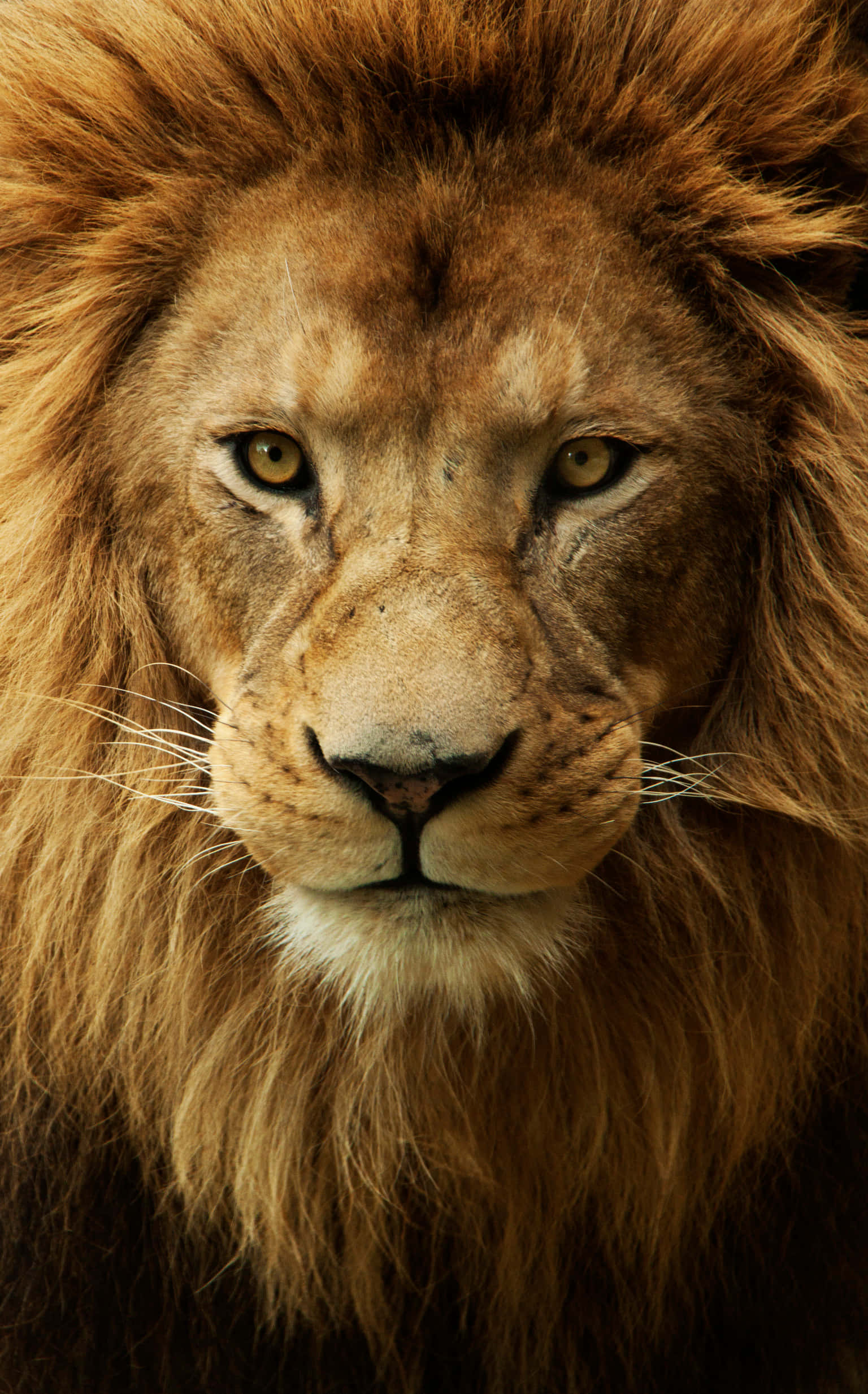 Lion Face 桌布 壁紙 — 一頭雄偉的雄獅，擁有豐滿的金色鬃毛，在特寫肖像中強烈地向前凝視。