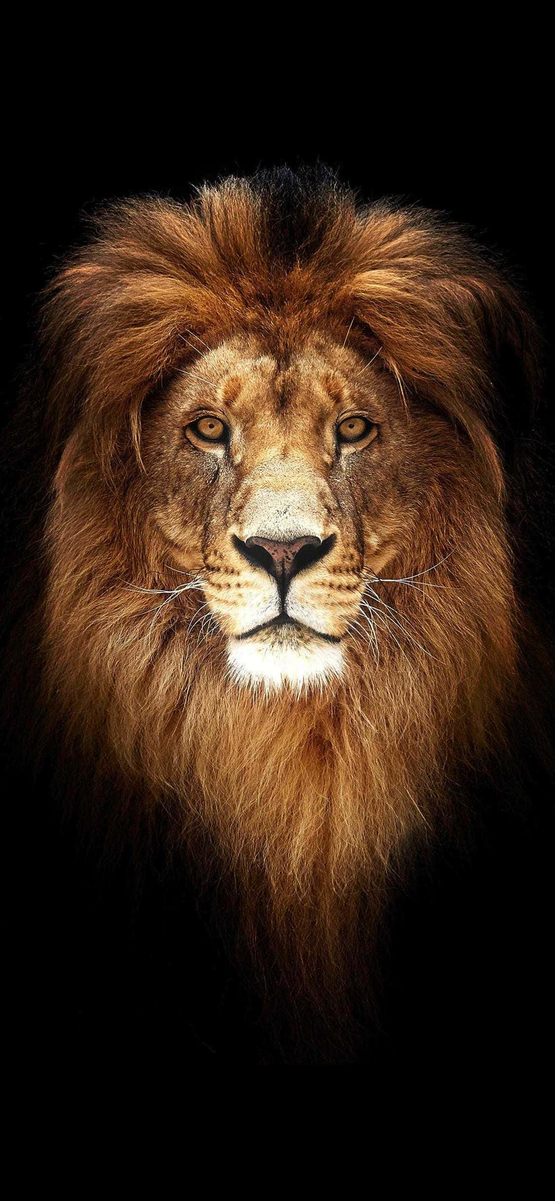 Lion Of Judah 桌布 壁紙 — 一頭雄偉的雄獅，擁有豐滿的金色鬃毛，在純黑色背景下凝視著。