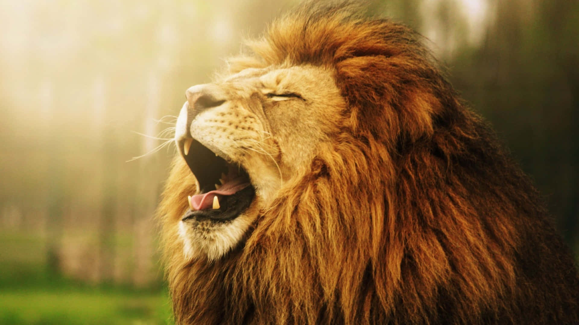 Roaring Lion 桌布 壁紙 — 一頭雄偉的雄獅，擁有豐滿的金色鬃毛，在溫暖陽光照耀下，對著柔和模糊的森林背景強力咆哮。