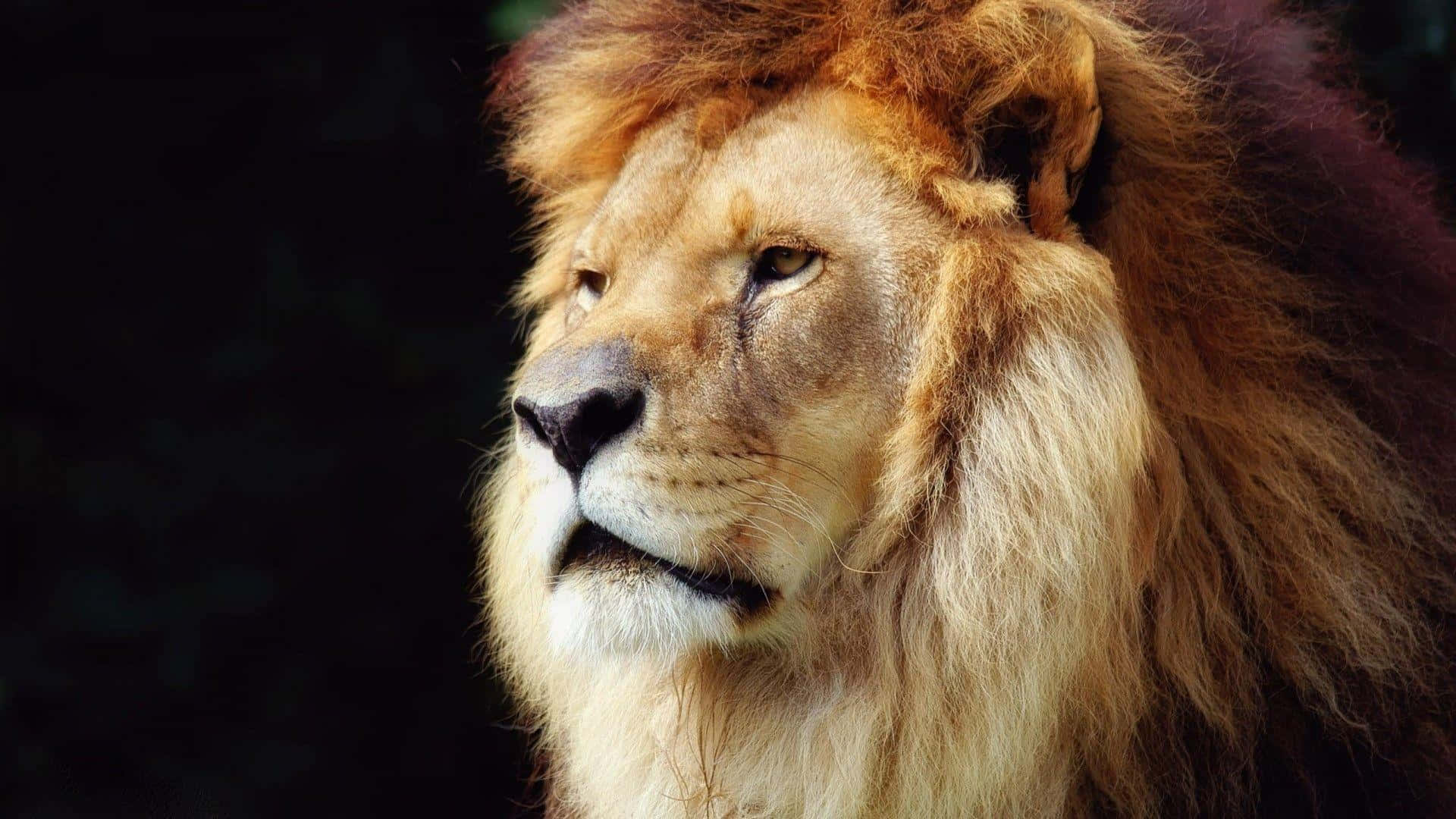 Lion Face 桌布 壁紙 — 一頭雄偉的雄獅，擁有豐滿的金色鬃毛，在黑暗模糊的背景前凝視著。