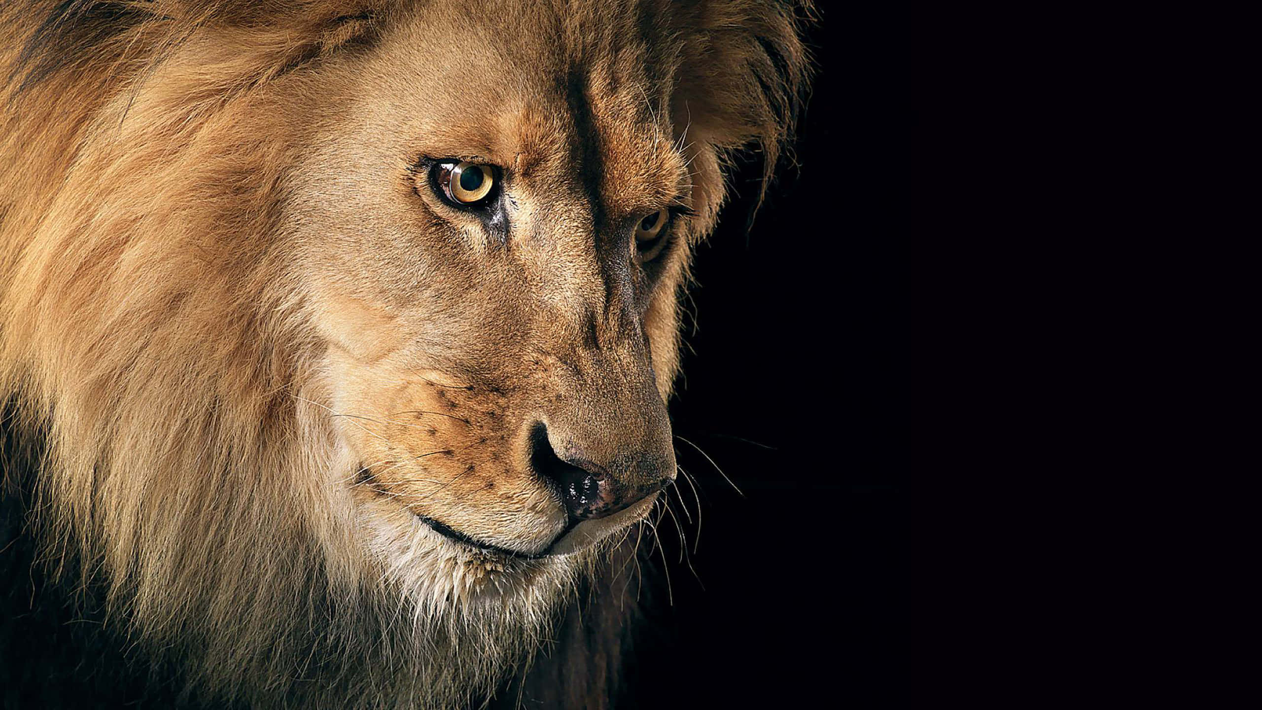 Lion Head 桌布 壁紙 — 一頭雄偉的雄獅，擁有豐滿的金色鬃毛，在純黑背景下專注地凝視。