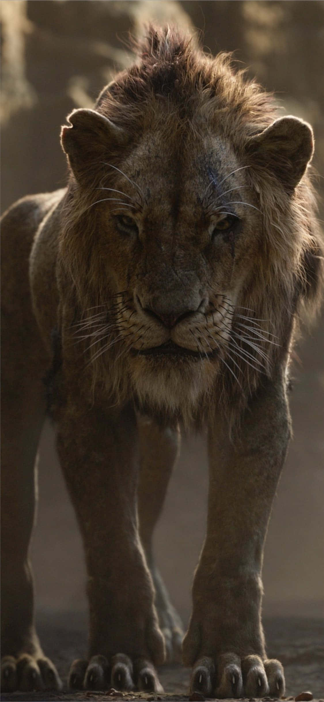Lion King Scar 桌布 壁紙 — 一頭雄偉的雄獅，有著濃密的鬃毛，在溫暖的金色光芒下，於塵土飛揚的稀樹草原上大步前行。