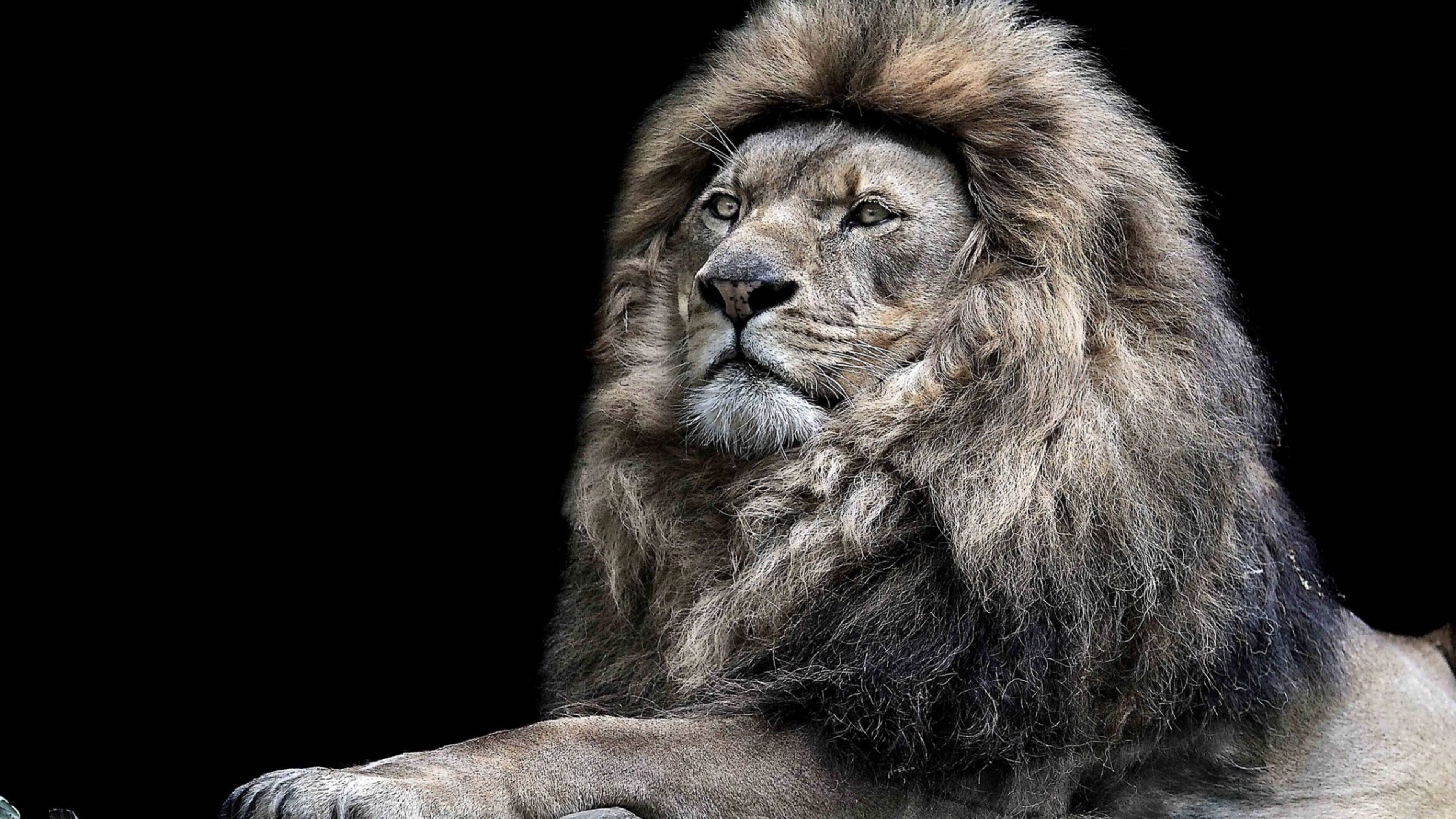 Lion Head 桌布 壁紙 — 一頭雄偉的雄獅，有著濃密的鬃毛，在純黑背景下凝視著。