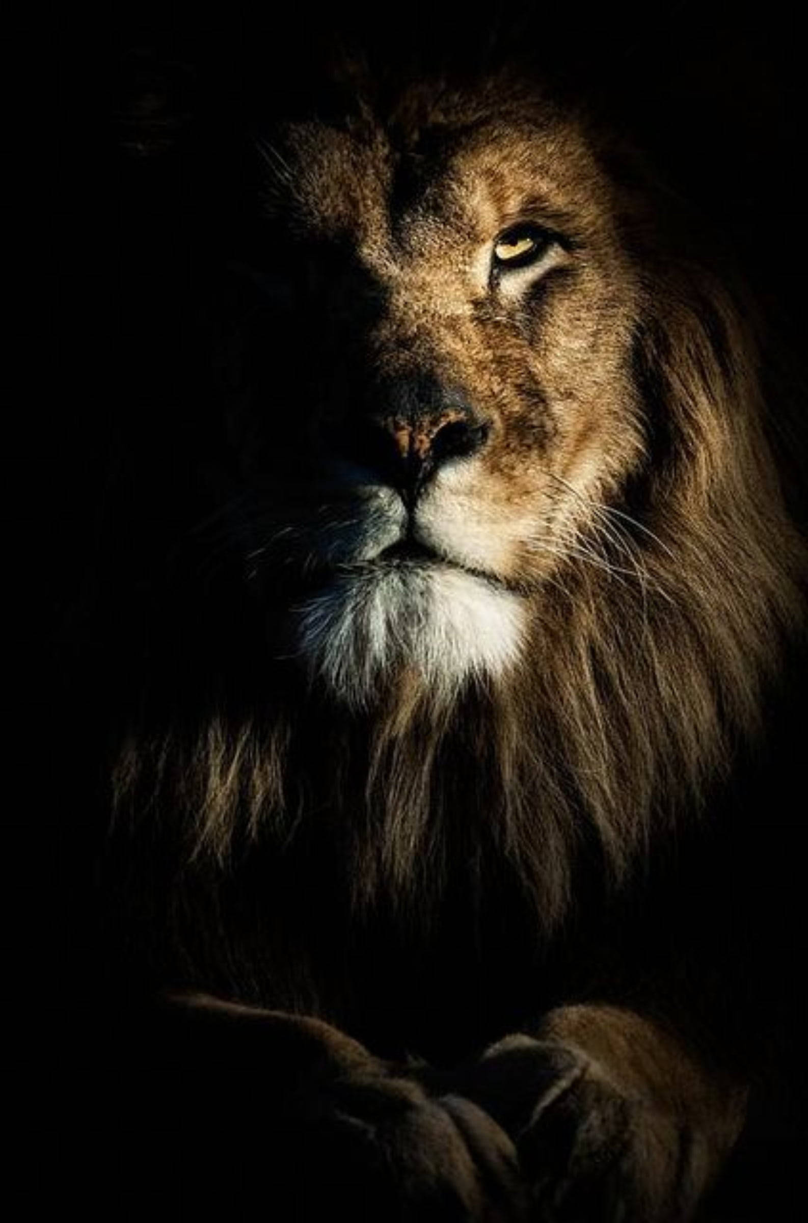 獅子 桌布 壁紙 — 一頭雄偉的雄獅，有著濃密的鬃毛，在戲劇性的低光下，對著黑色背景凝視著。