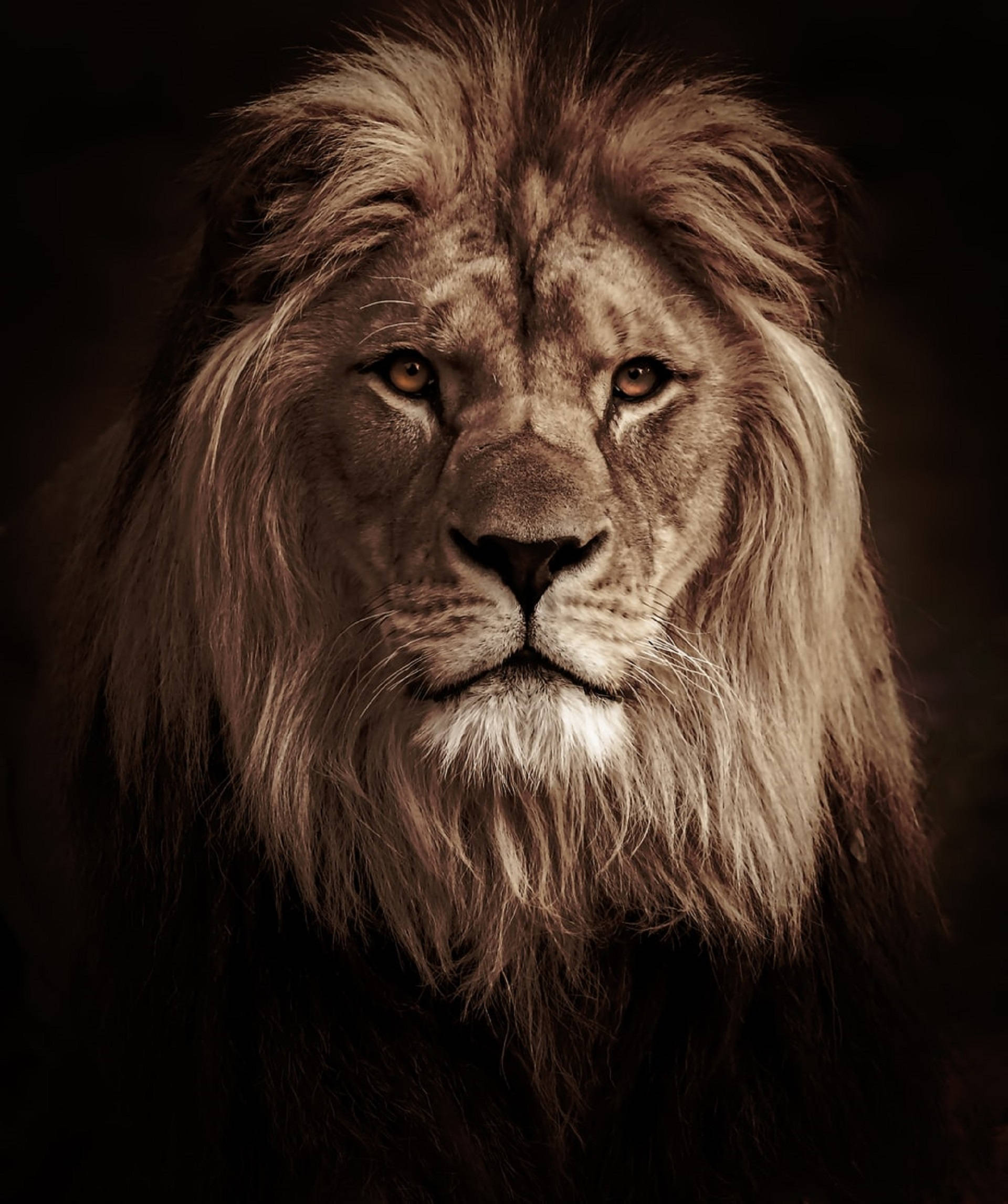 Lion Head 桌布 壁紙 — 一頭雄偉的雄獅，鬃毛豐滿，在溫暖的棕褐色調中，對著黑暗的背景凝視著。