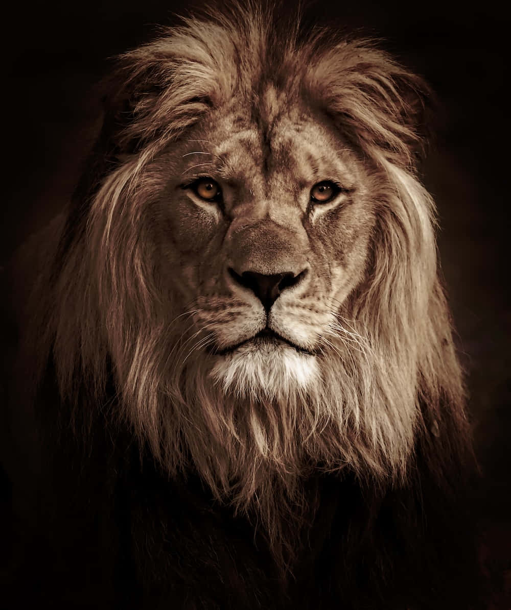 Lion Face 桌布 壁紙 — 一頭雄偉的雄獅，鬃毛豐滿，在溫暖的深褐色調中，對著黑暗的背景凝視。