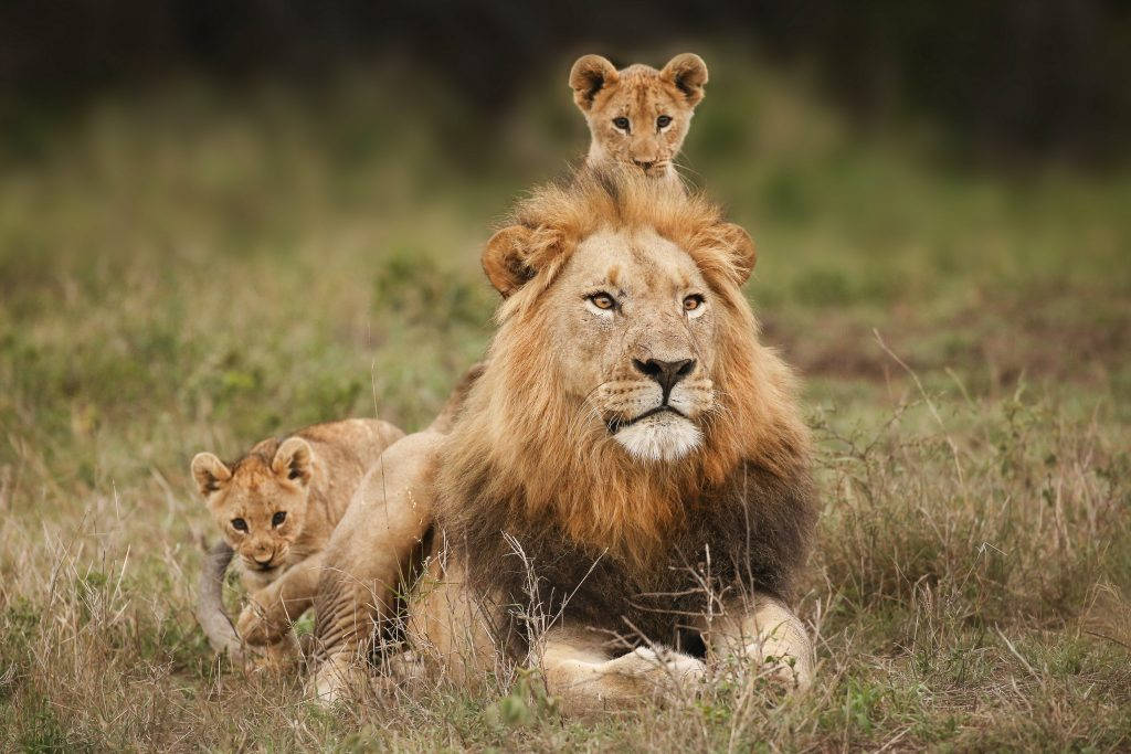 Baby Lion 桌布 壁紙 — 一頭雄偉的雄獅，鬃毛豐滿，在高高的草叢中休息，兩隻好奇的幼獅在附近玩耍，其中一隻棲息在牠的背上。