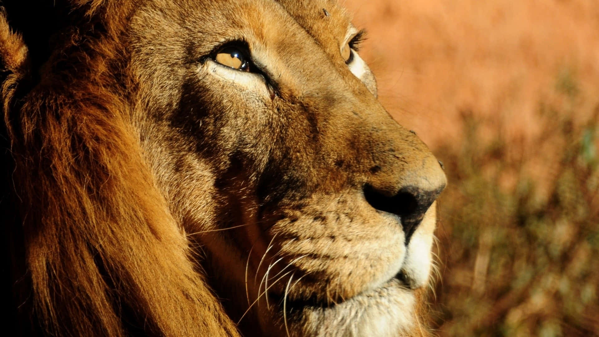 Lion Head 桌布 壁紙 — 一頭雄偉的雄獅側面，以強烈的金色眼睛向前凝視，背景是溫暖模糊的稀樹草原。