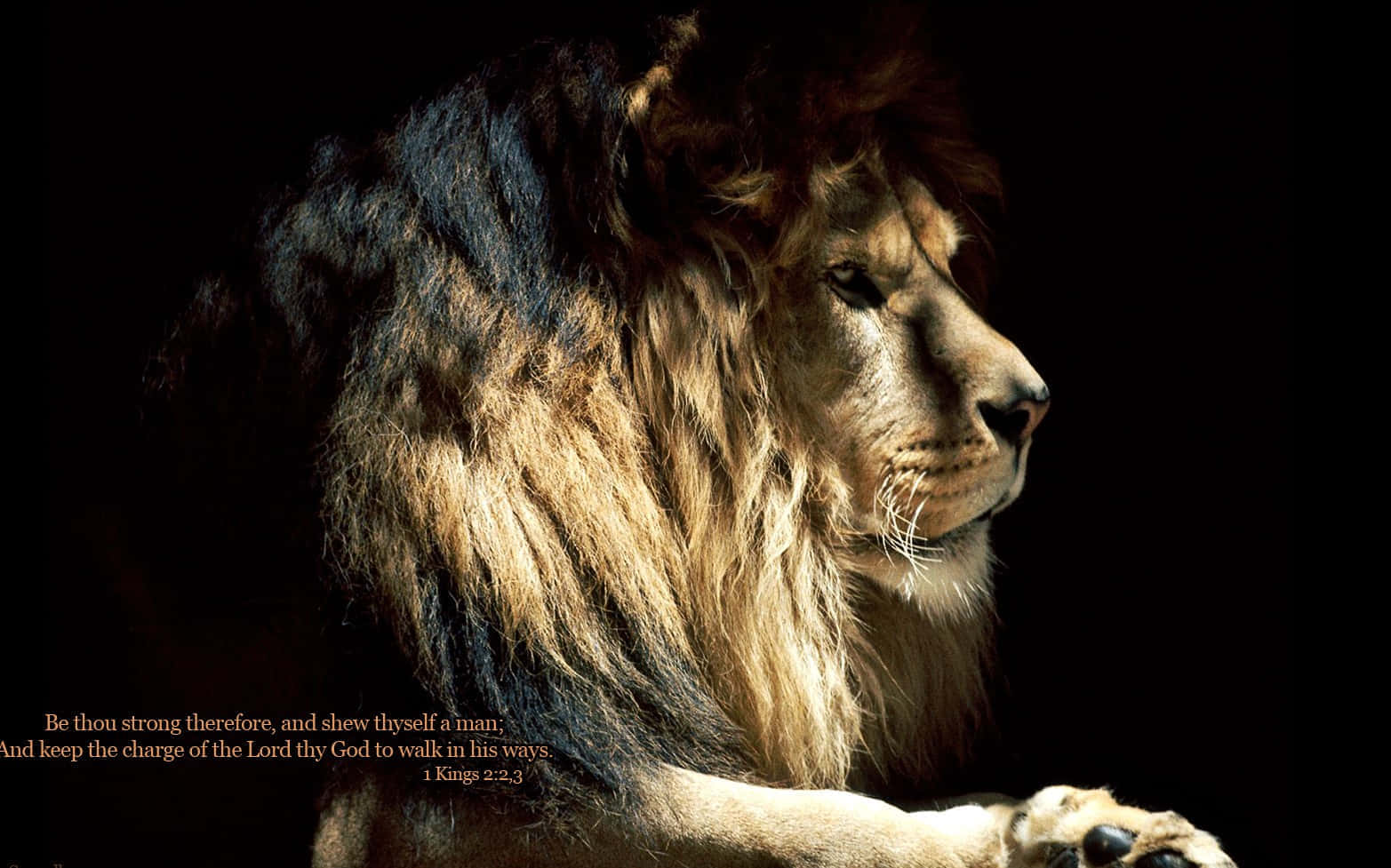 Lion Of Judah 桌布 壁紙 — 一頭雄偉的雄獅側面，沐浴在溫暖光線中，以 stark 黑色背景襯托，並疊加聖經經文。