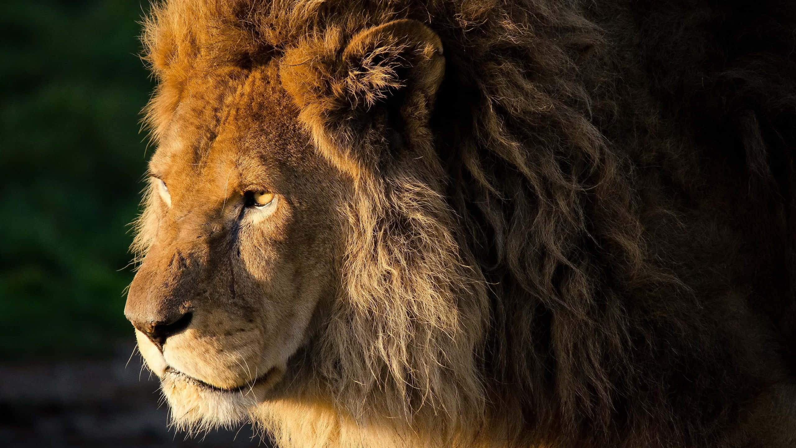 Lion Head 桌布 壁紙 — 一頭雄偉的雄獅側面，沐浴在溫暖的金色光芒中，背景是深綠色模糊的。