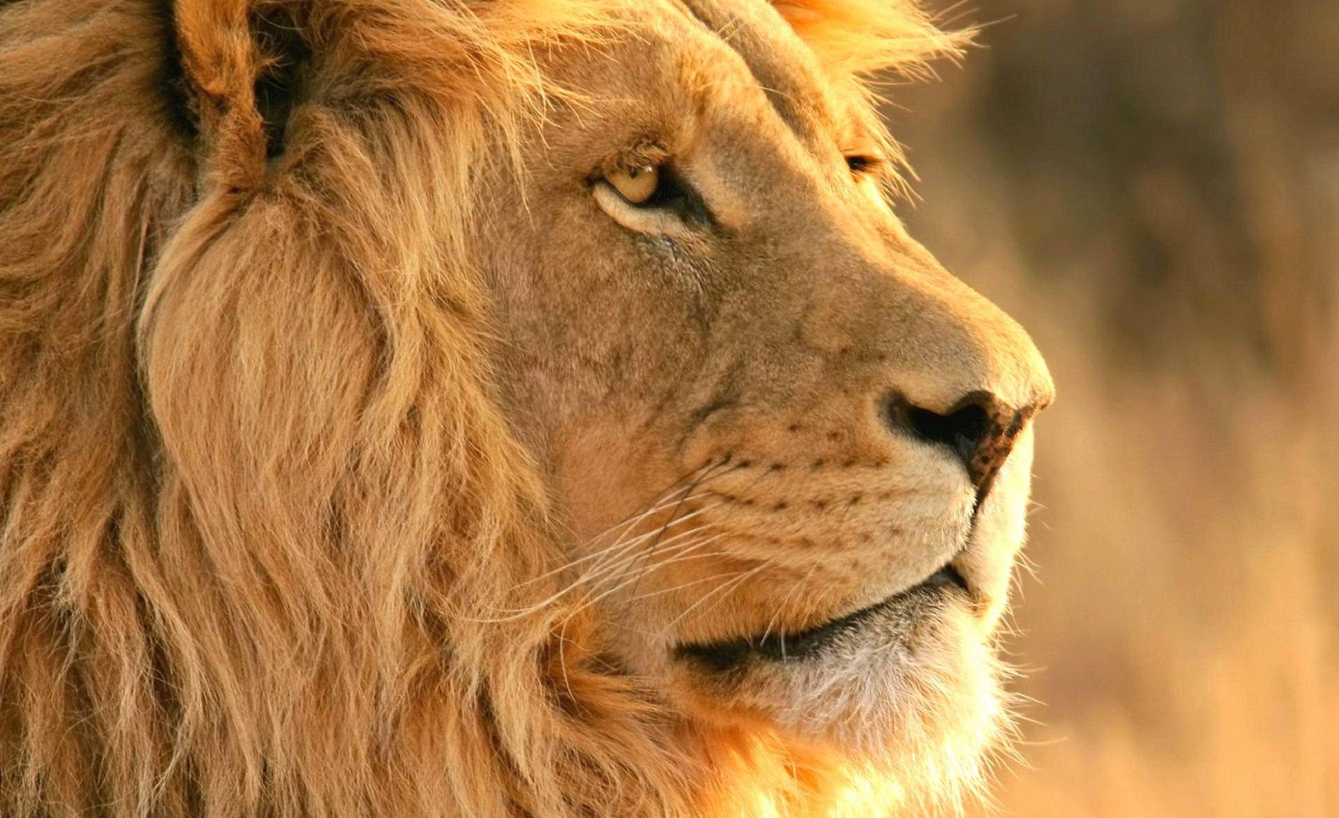 Lion Head 桌布 壁紙 — 一頭雄偉的雄獅側面，沐浴在溫暖的金色陽光中，背景是柔和的模糊稀樹草原。