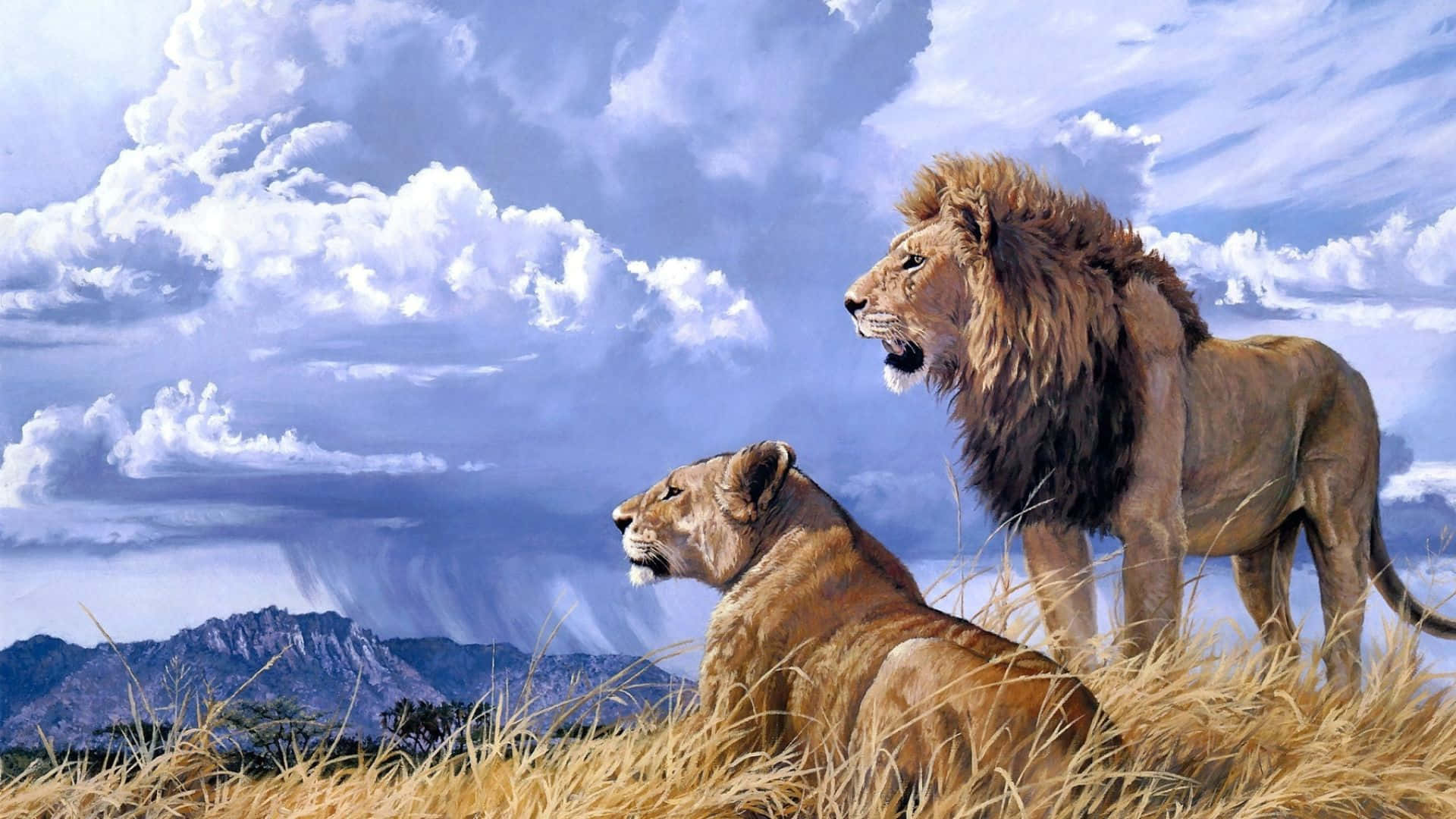 Beautiful Wildlife 桌布 壁紙 — 一頭雄偉的雄獅和雌獅在金色草地上警覺地站立，背景是戲劇性的多雲天空和遠處的山脈。