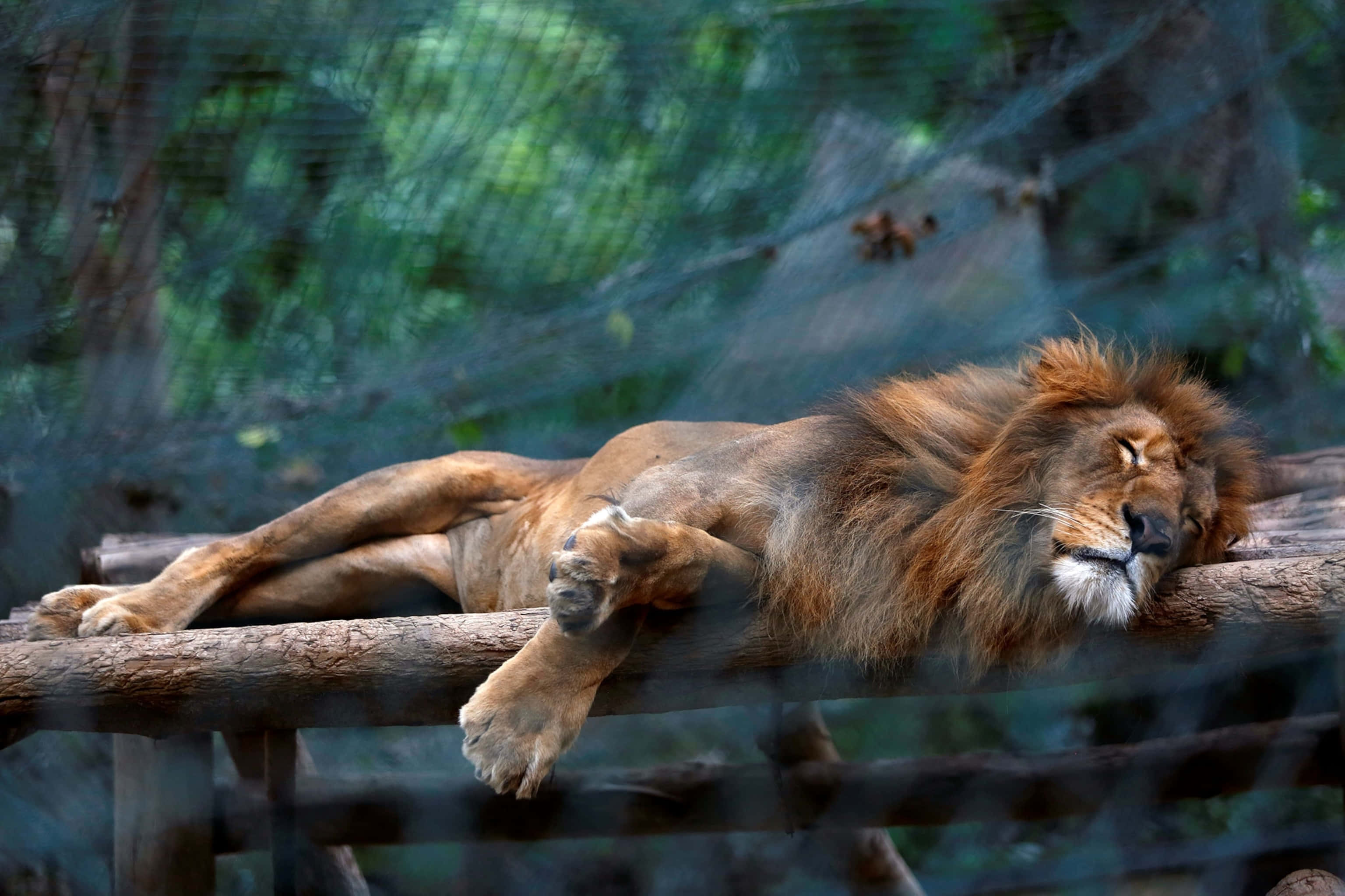 獅子 桌布 壁紙 — 一頭雄偉的雄獅在動物園圍欄內的木樑上平靜地休息，周圍環繞著茂密的綠色樹葉。