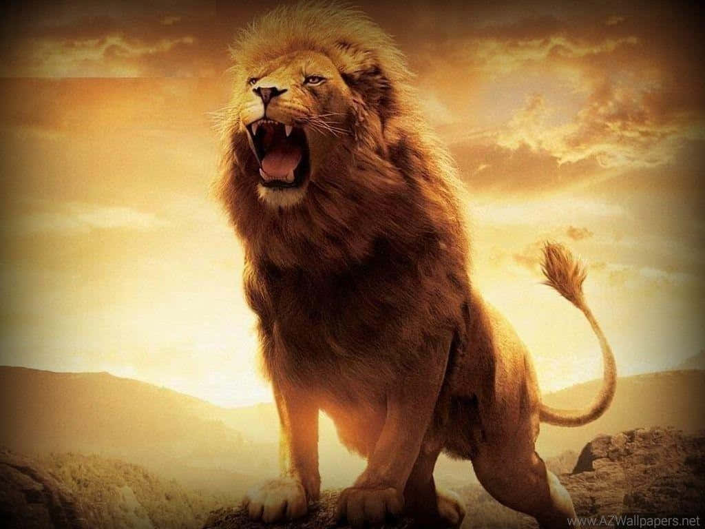 Roaring Lion 桌布 壁紙 — 一頭雄偉的雄獅在岩石露頭上，對著金色的日落天空強力咆哮。