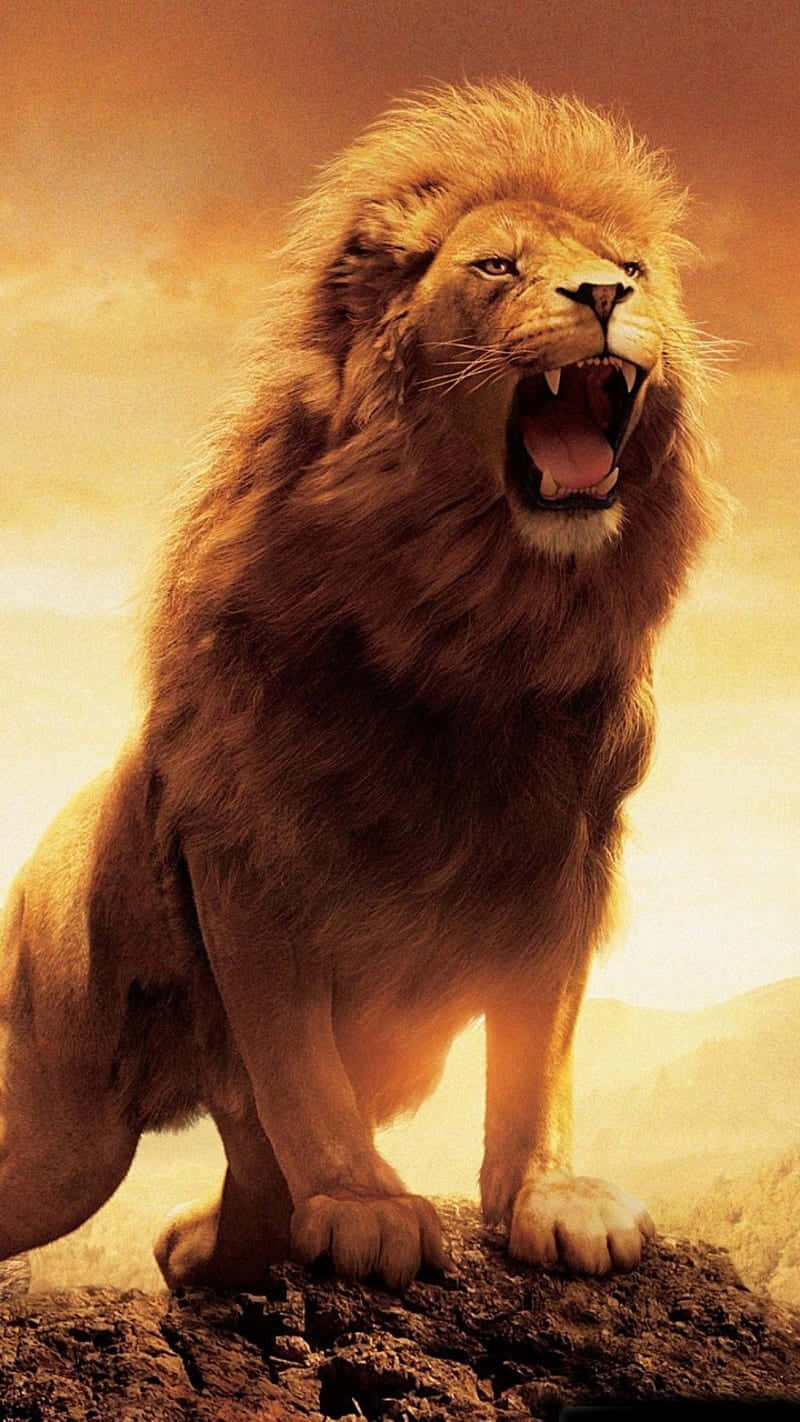Roaring Lion 桌布 壁紙 — 一頭雄偉的雄獅在金色夕陽天空下的岩石露頭上強力咆哮。
