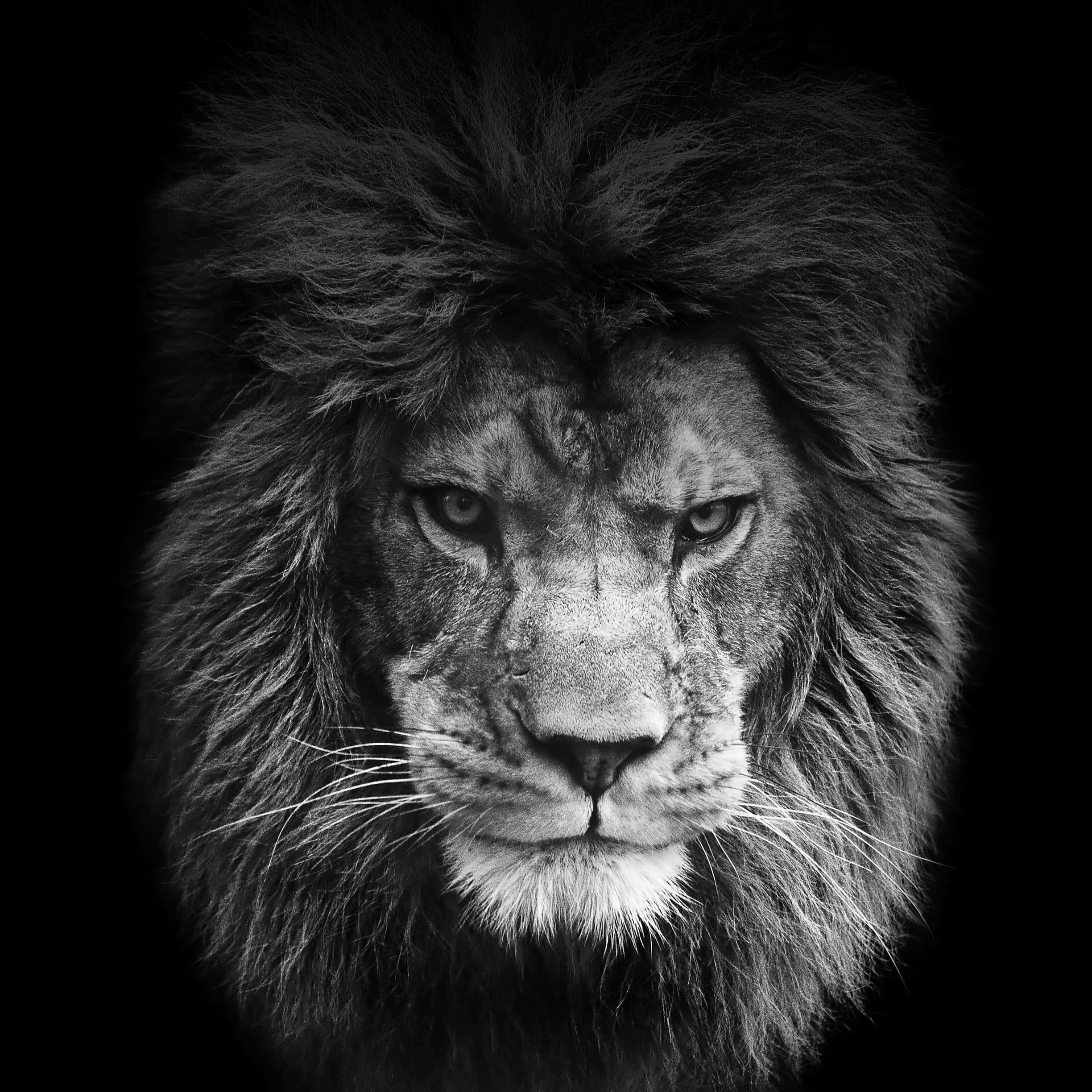 Black Lion 桌布 壁紙 — 一頭雄偉的雄獅在高對比黑白背景下，用銳利的眼睛強烈凝視著純黑背景。