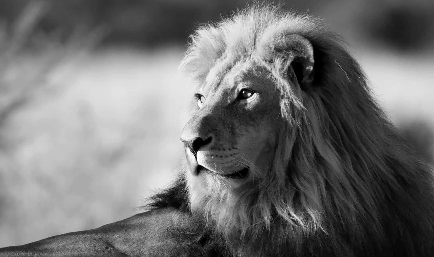 Black And White Lion 桌布 壁紙 — 一頭雄偉的雄獅在黑白中若有所思地凝視，毛髮柔軟，眼神銳利。