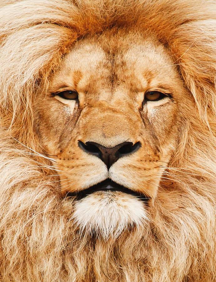 Lion Head 桌布 壁紙 — 一頭雄偉的雄獅特寫，擁有豐滿的金色鬃毛，直視著帶有強烈琥珀色的眼睛。