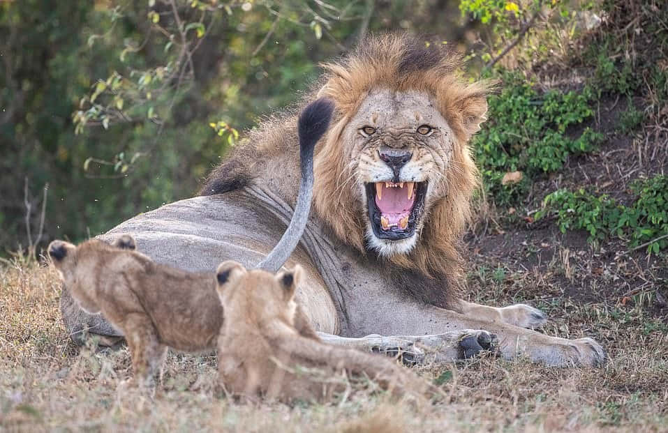 獅子幼崽 桌布 壁紙 — 一頭雄偉的雄獅猛烈咆哮，兩頭幼獅在陽光明媚的草原稀樹草原附近嬉戲探索。