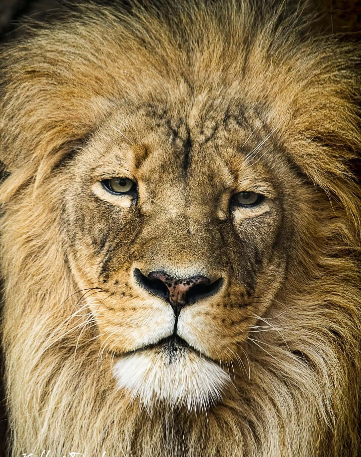 Lion Face 桌布 壁紙 — 一頭雄偉的雄獅近距離肖像，擁有完整的金色鬃毛和銳利的眼神。